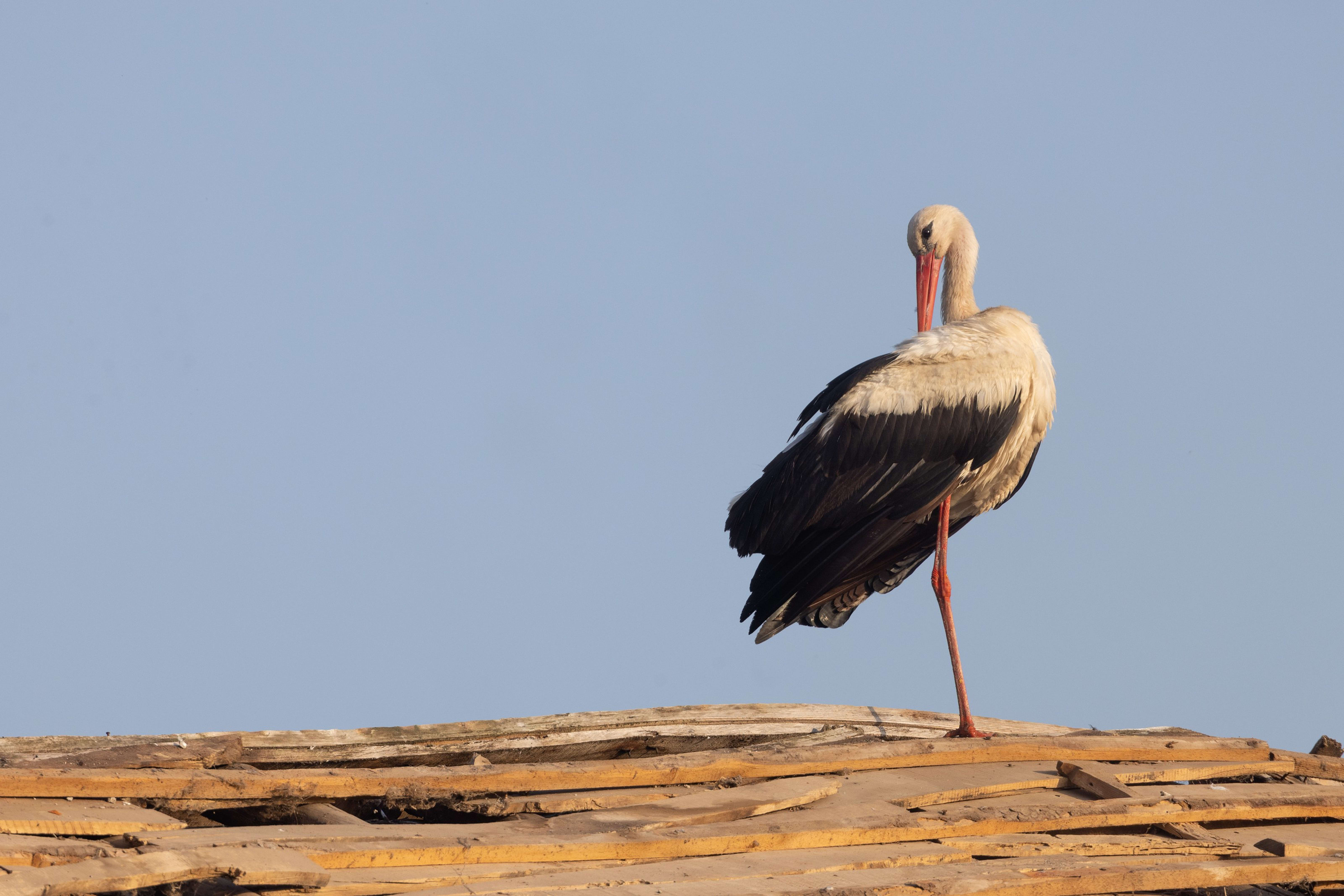 White Stork