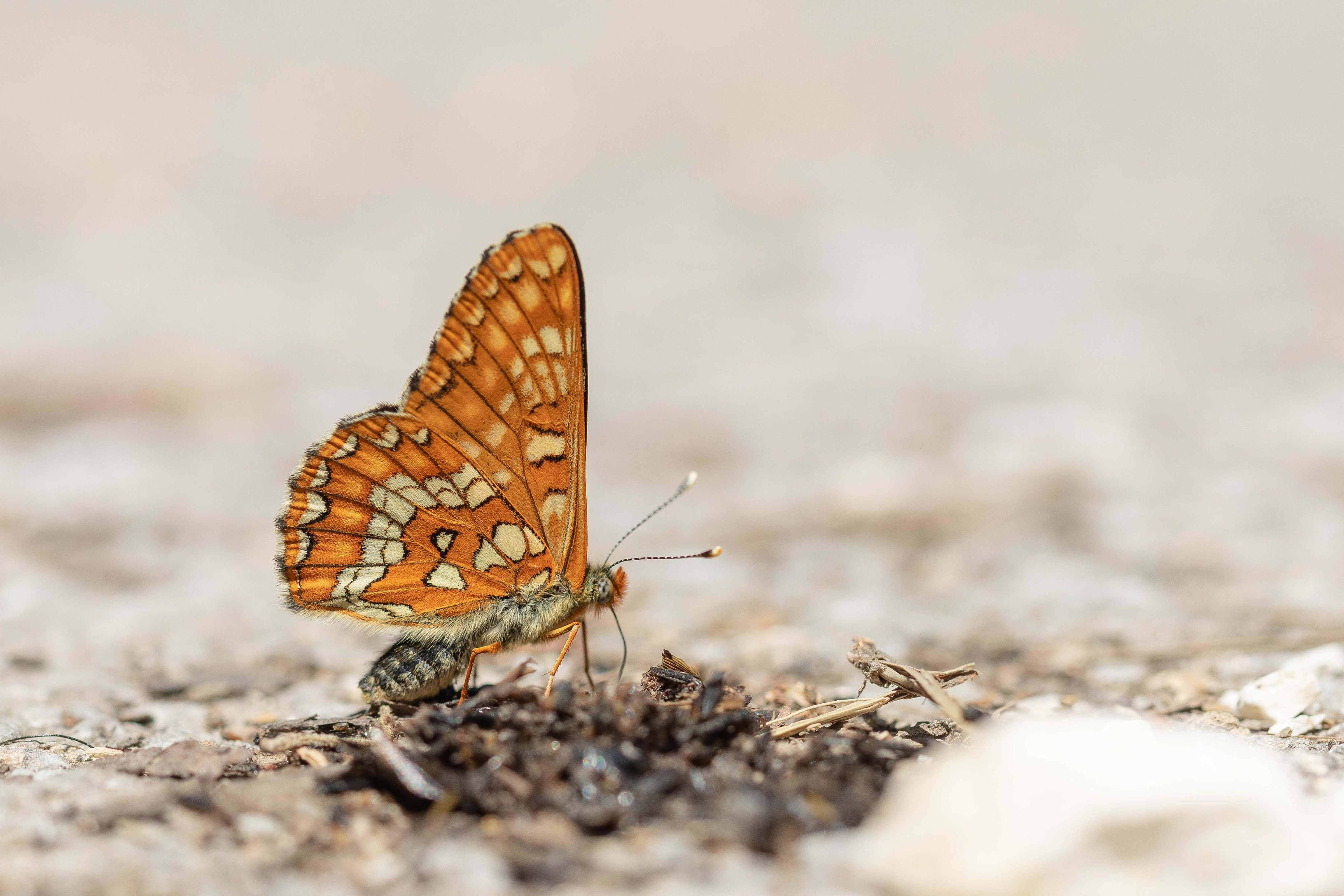 Scarce Fritillary