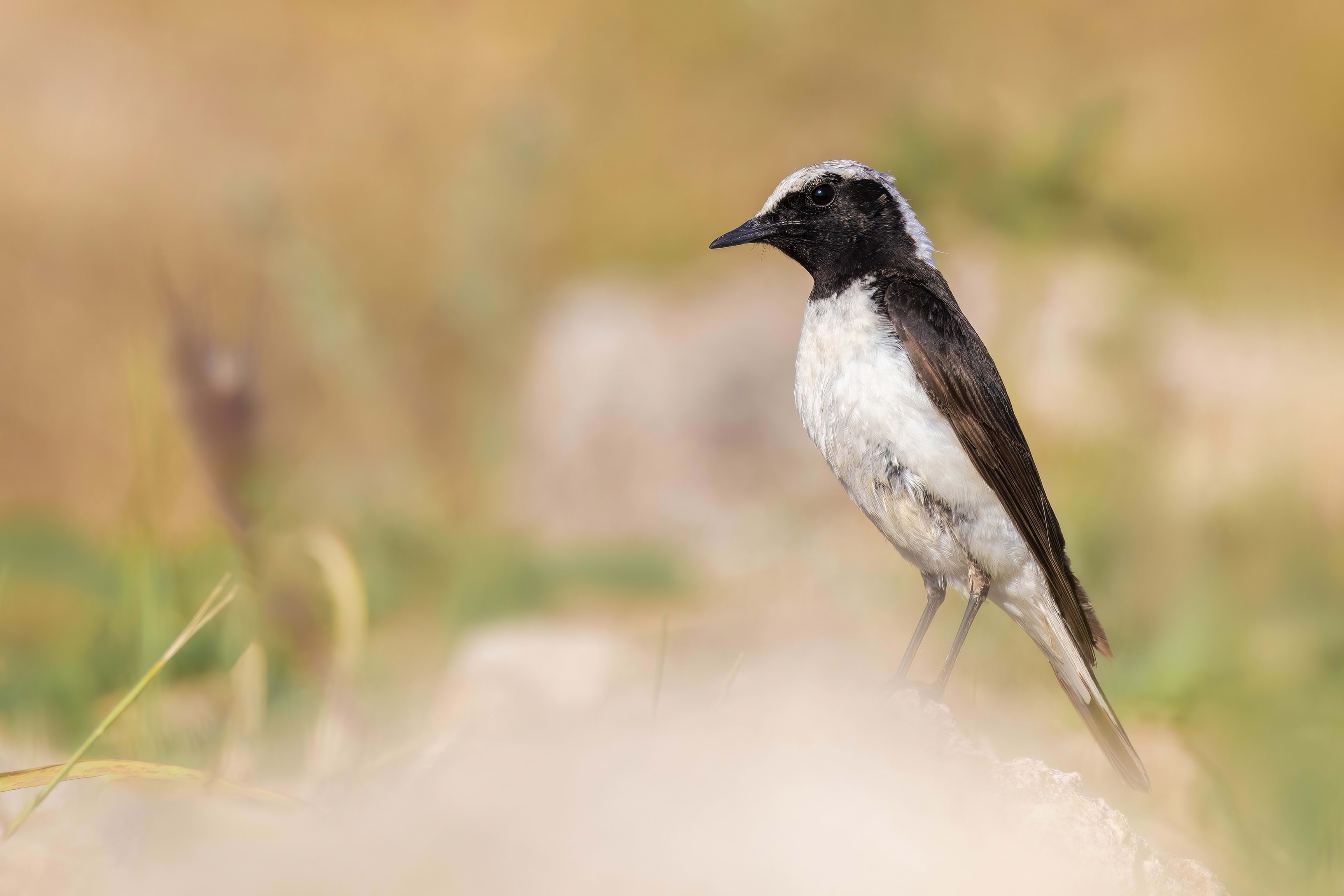 Pied Wheatear