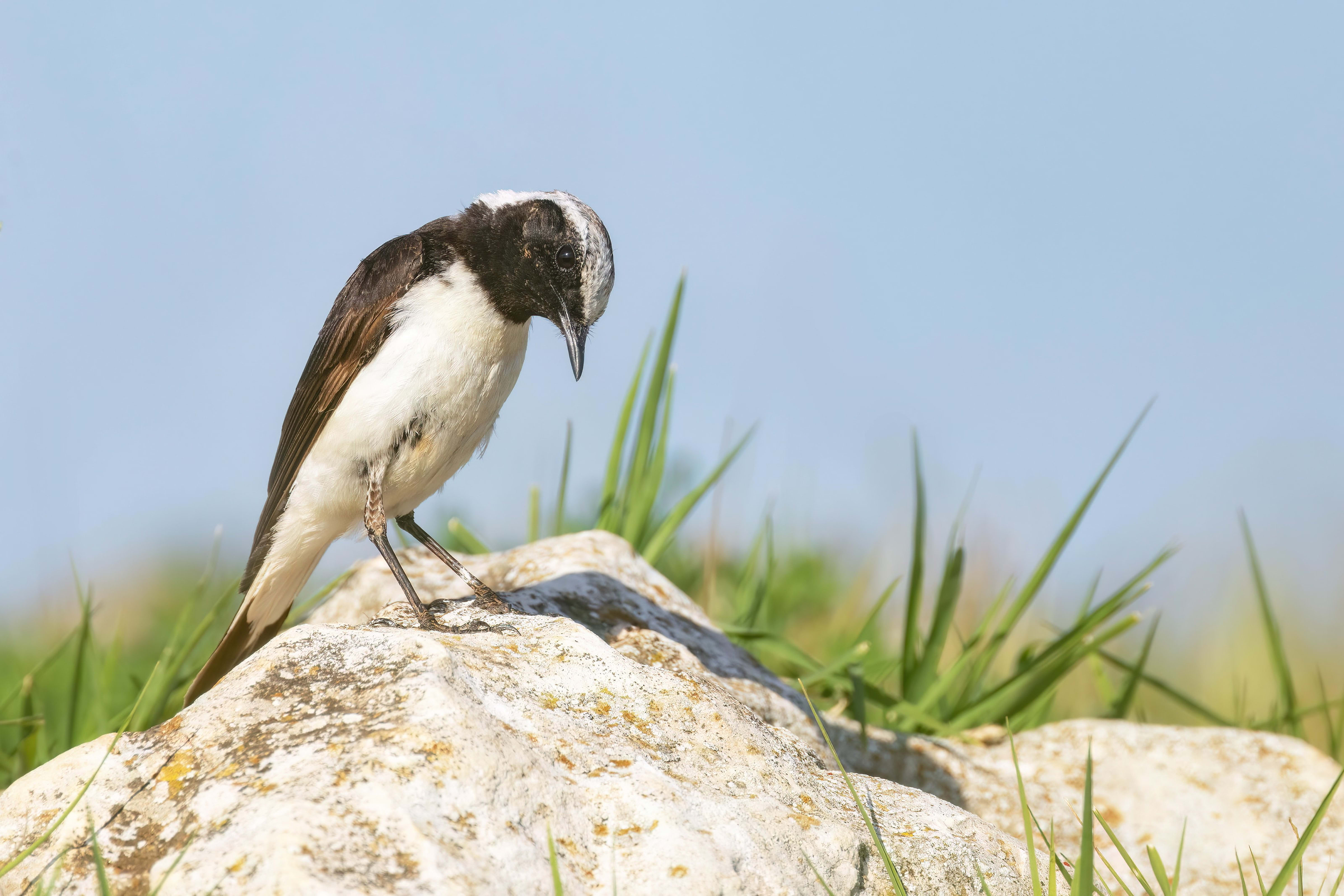 Pied Wheatear