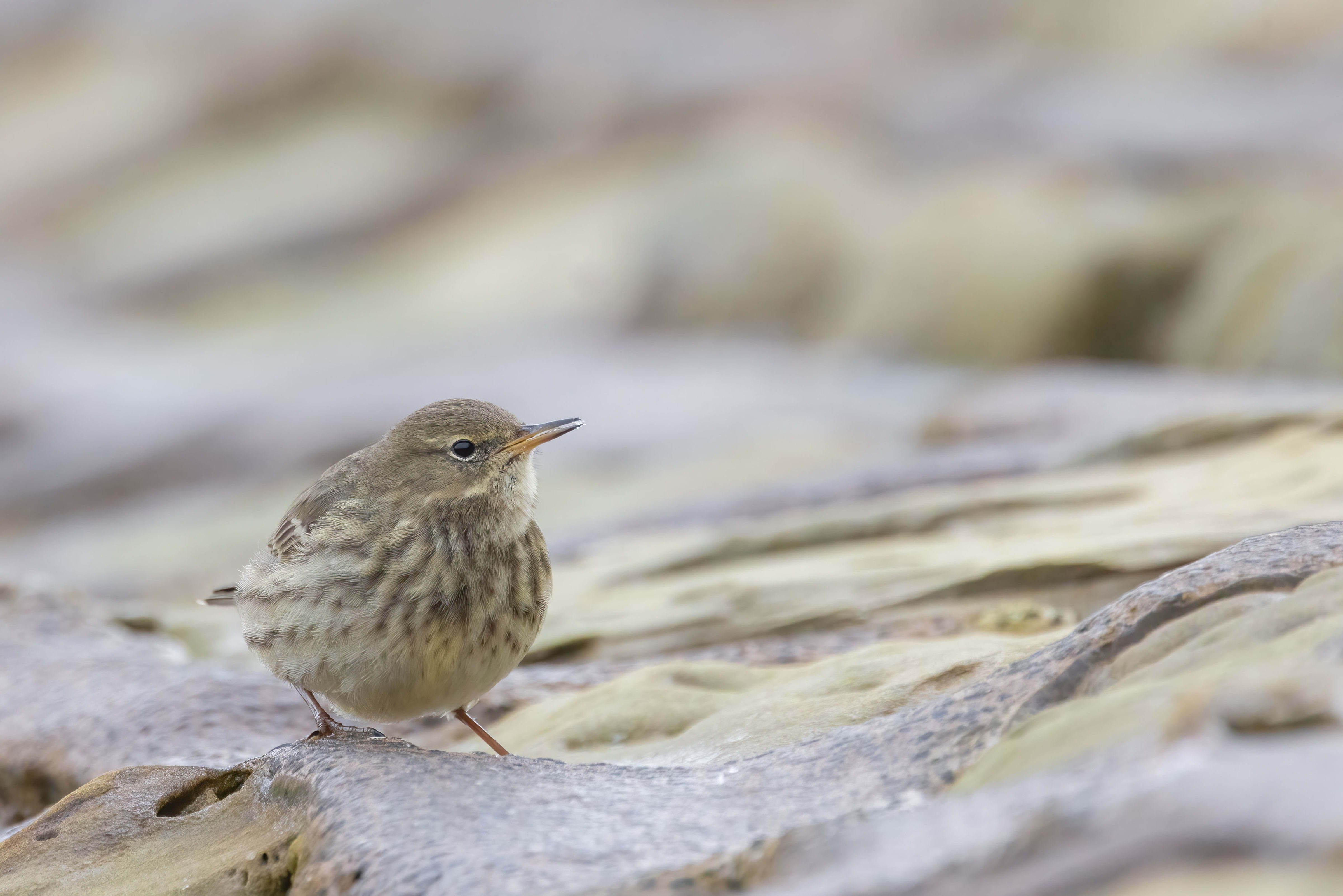 Rock Pipit at Reculver Towers (Kent)