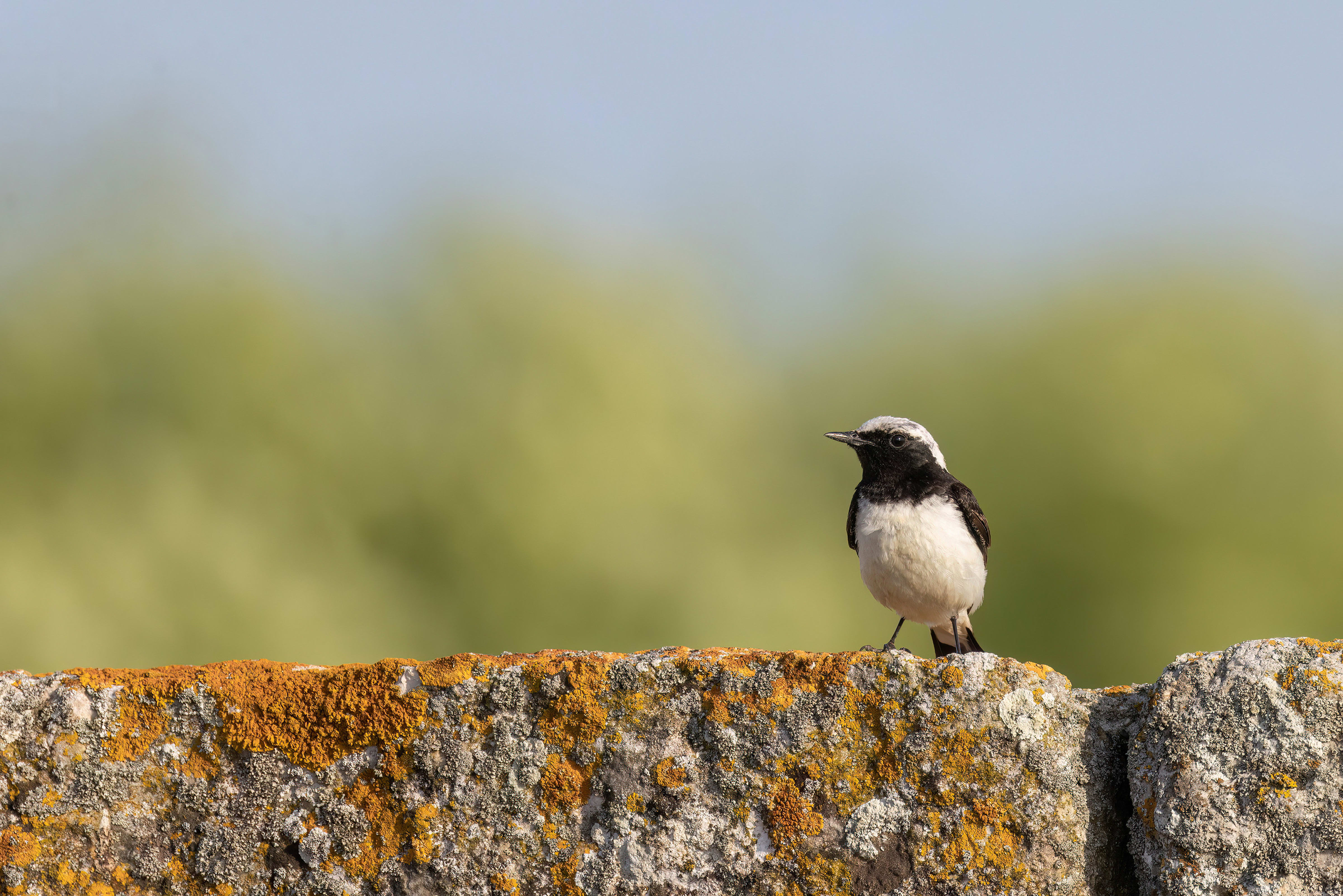 Pied Wheatear