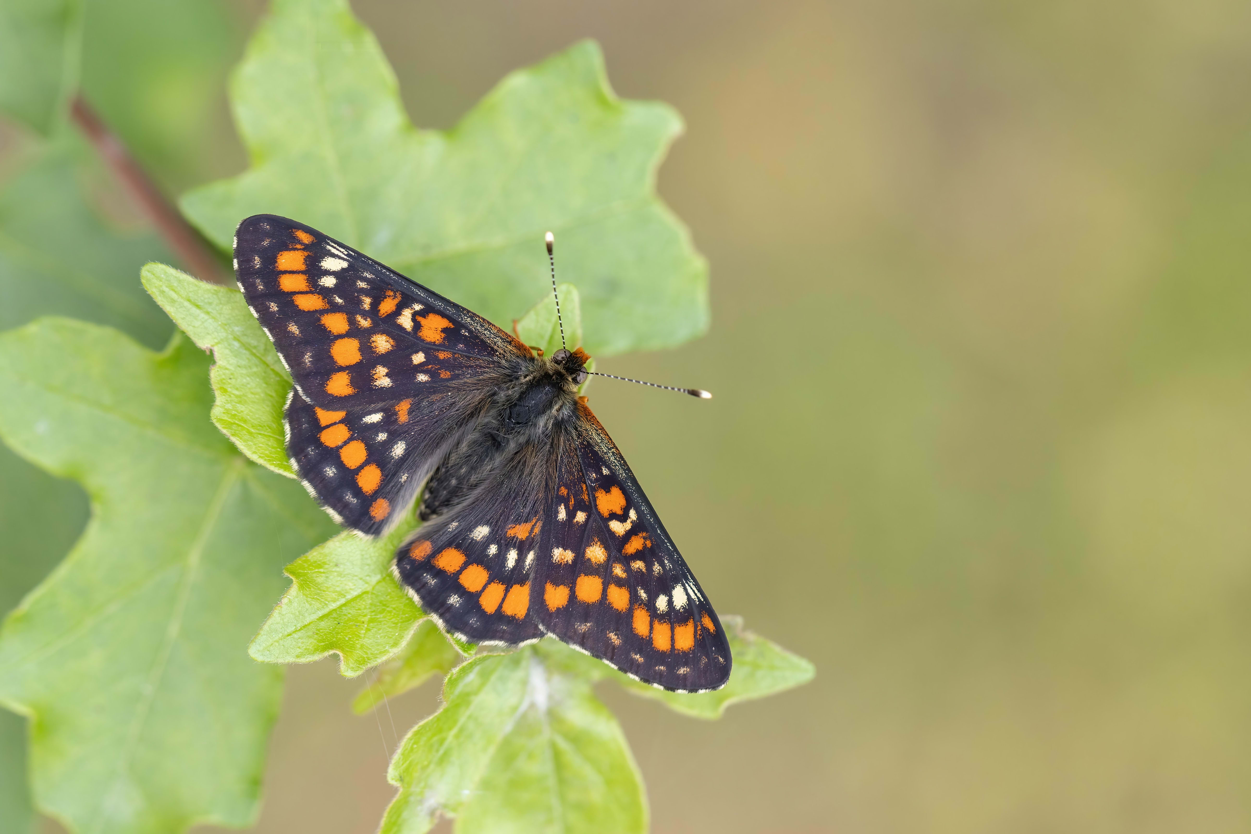 Scarce Fritillary (Euphydryas maturna) in northern Bulgaria