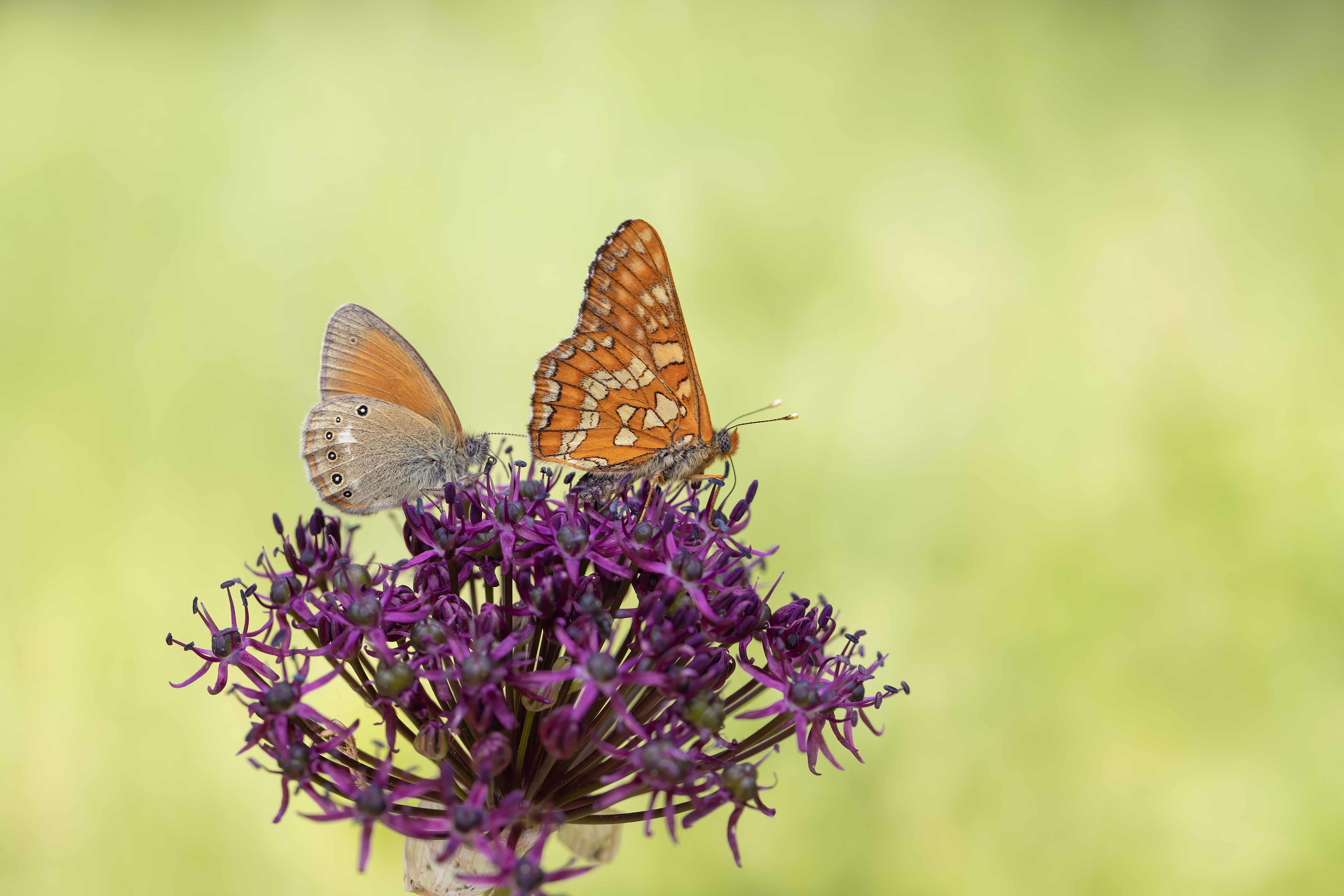 Scarce Fritillary (Euphydryas maturna) and Chestnut Heath (Coenonympha glycerion) in Bulgaria