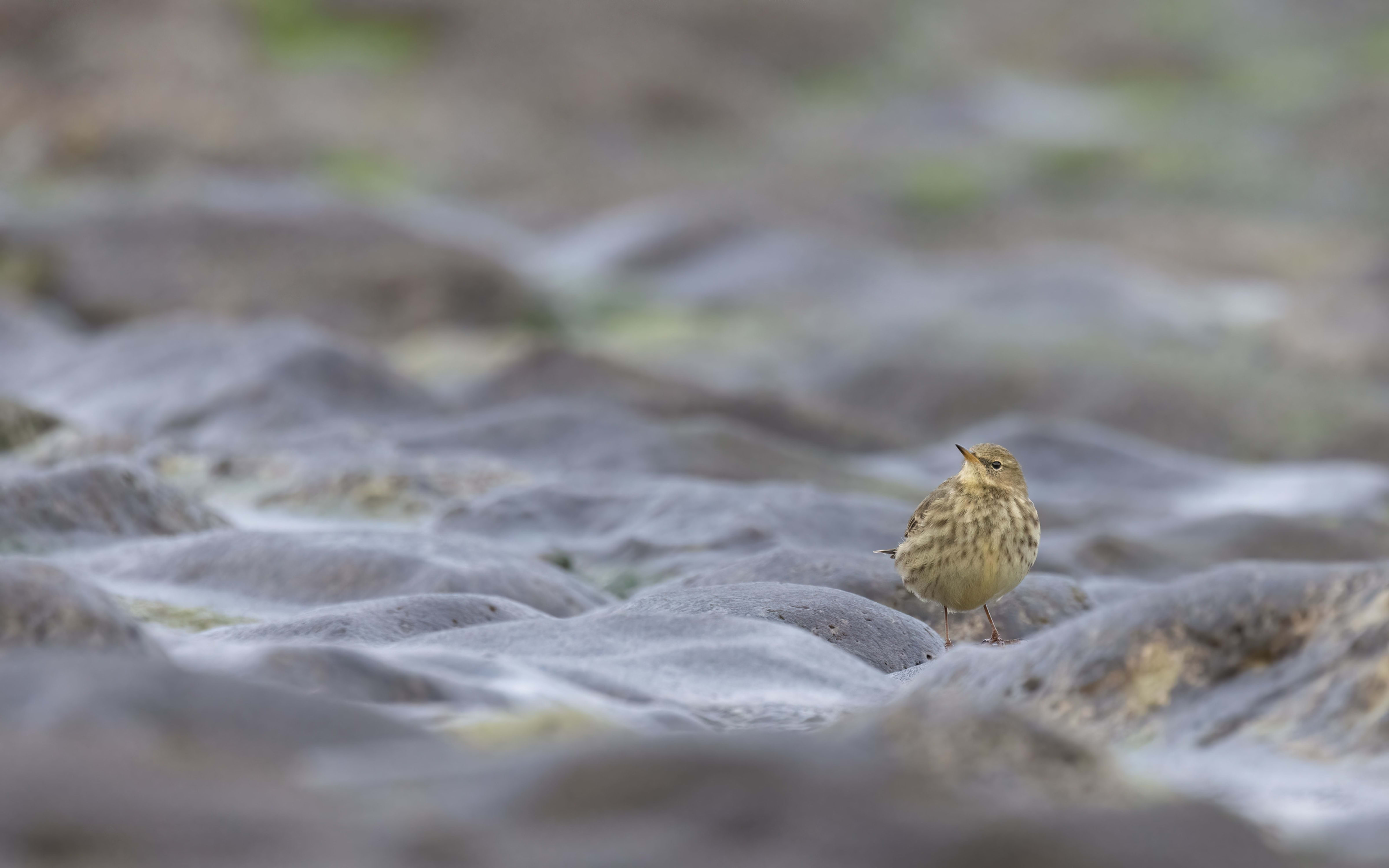 Rock Pipit at Reculver Towers (Kent)