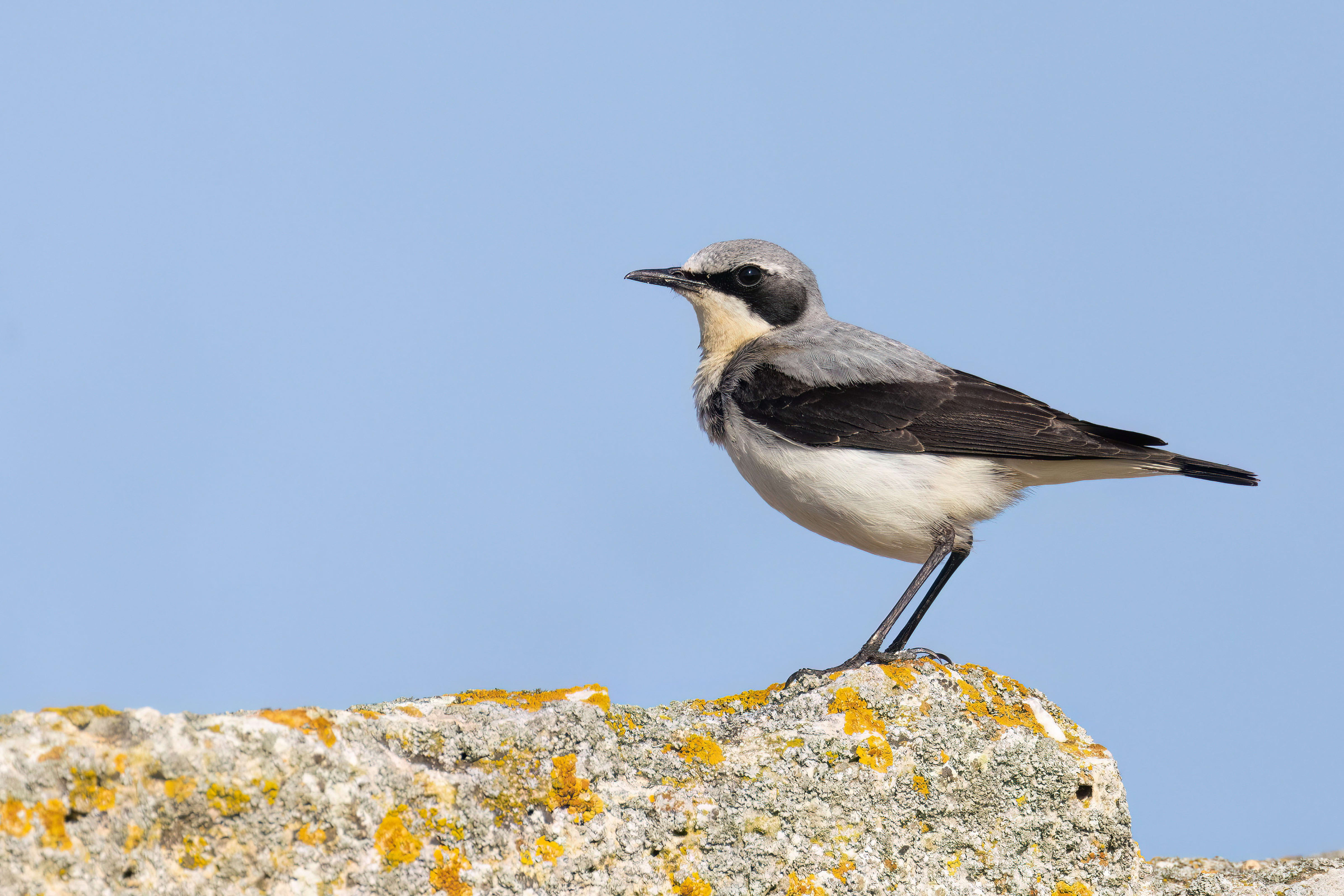 Northern Wheatear