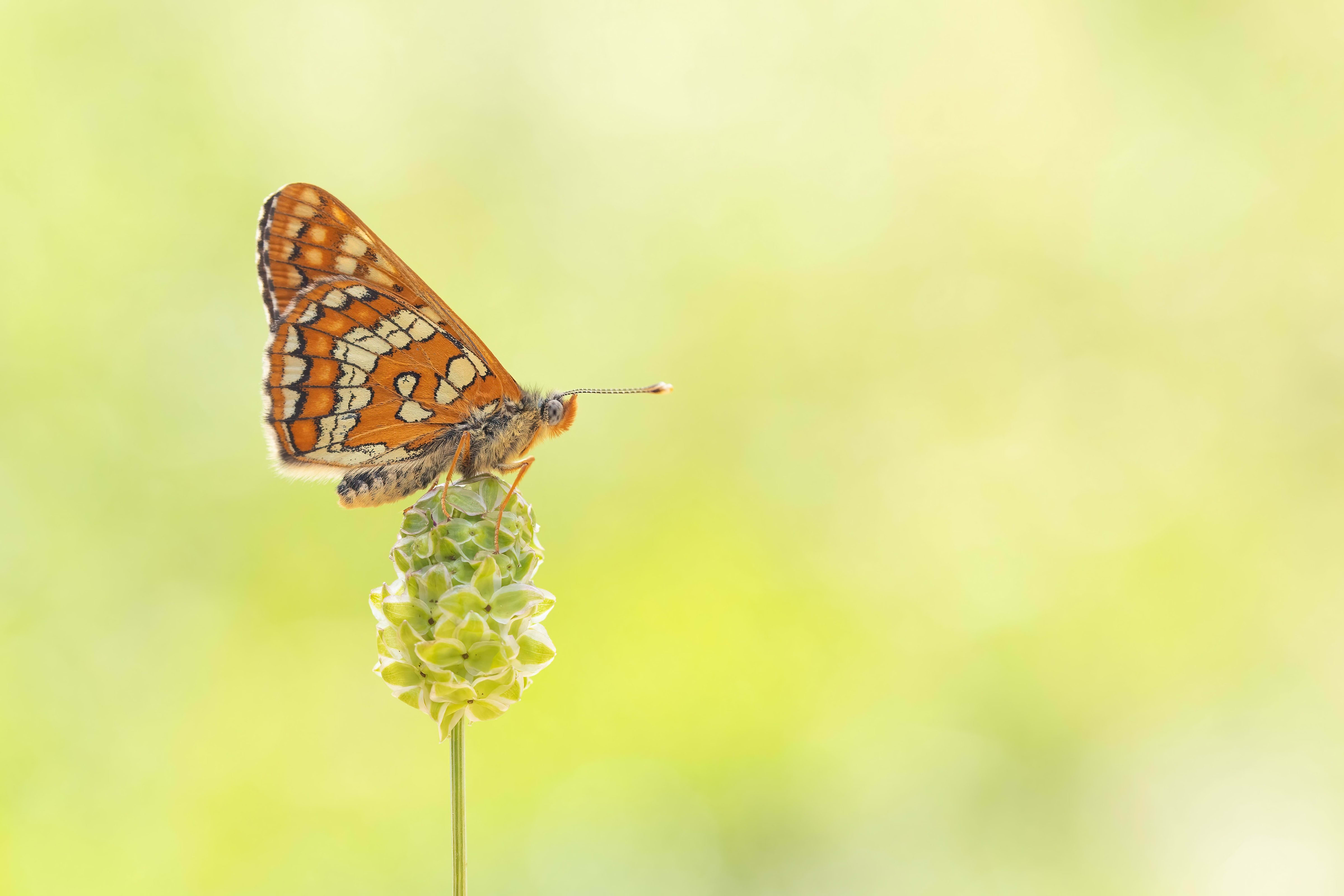 Scarce Fritillary (Euphydryas maturna) in northern Bulgaria