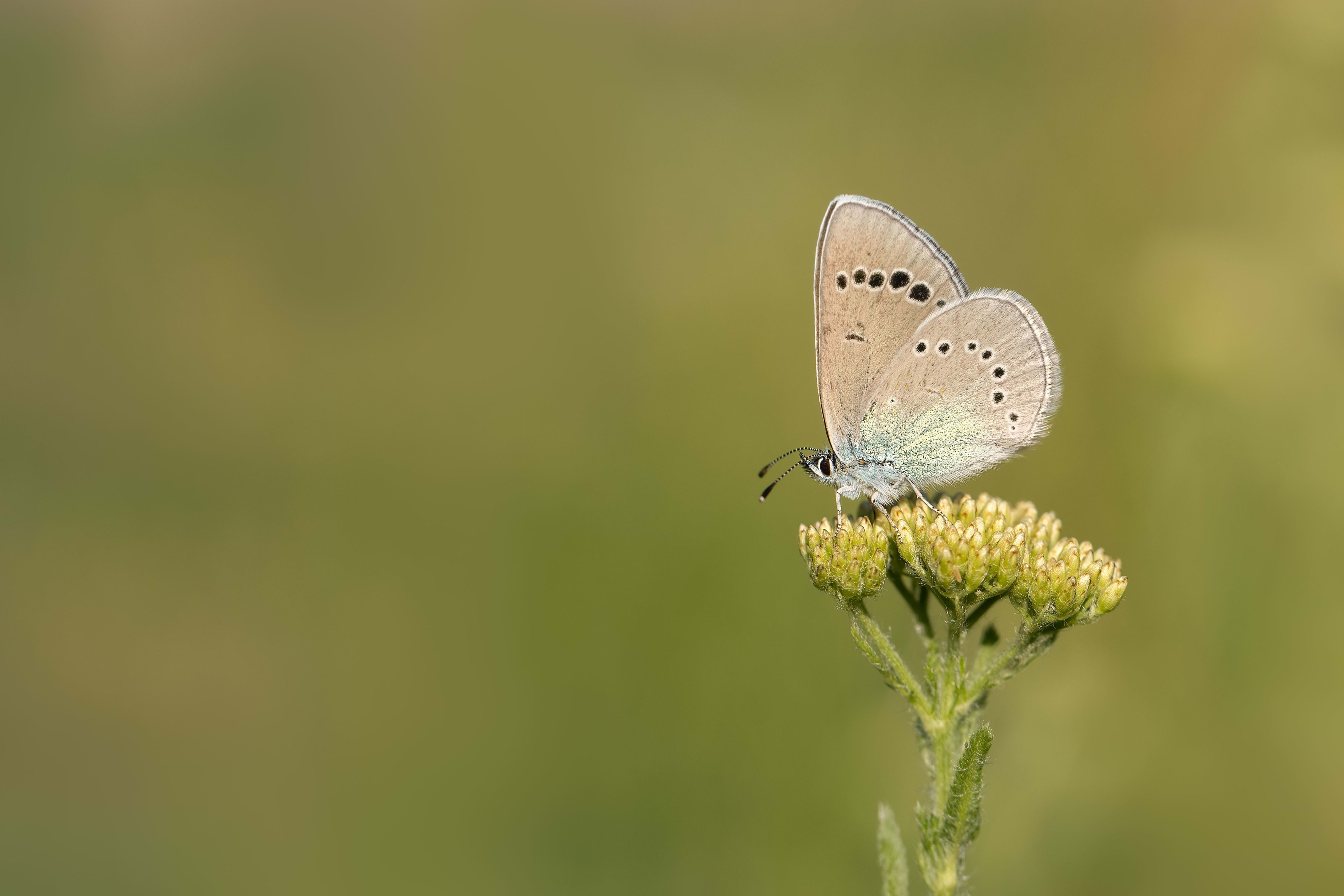 Green-underside Blue (Glaucopsyche alexis) in Bulgaria