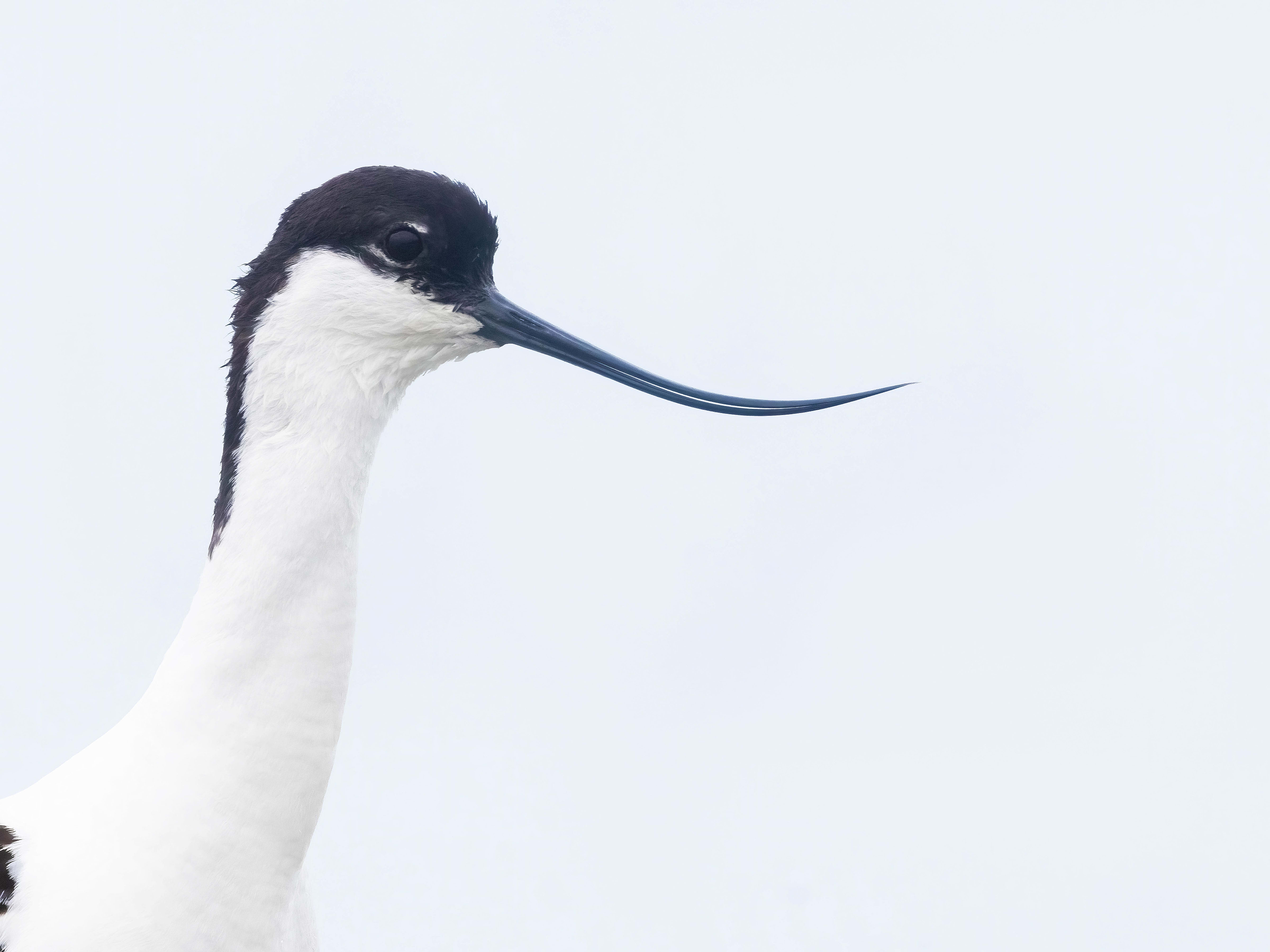 Avocet