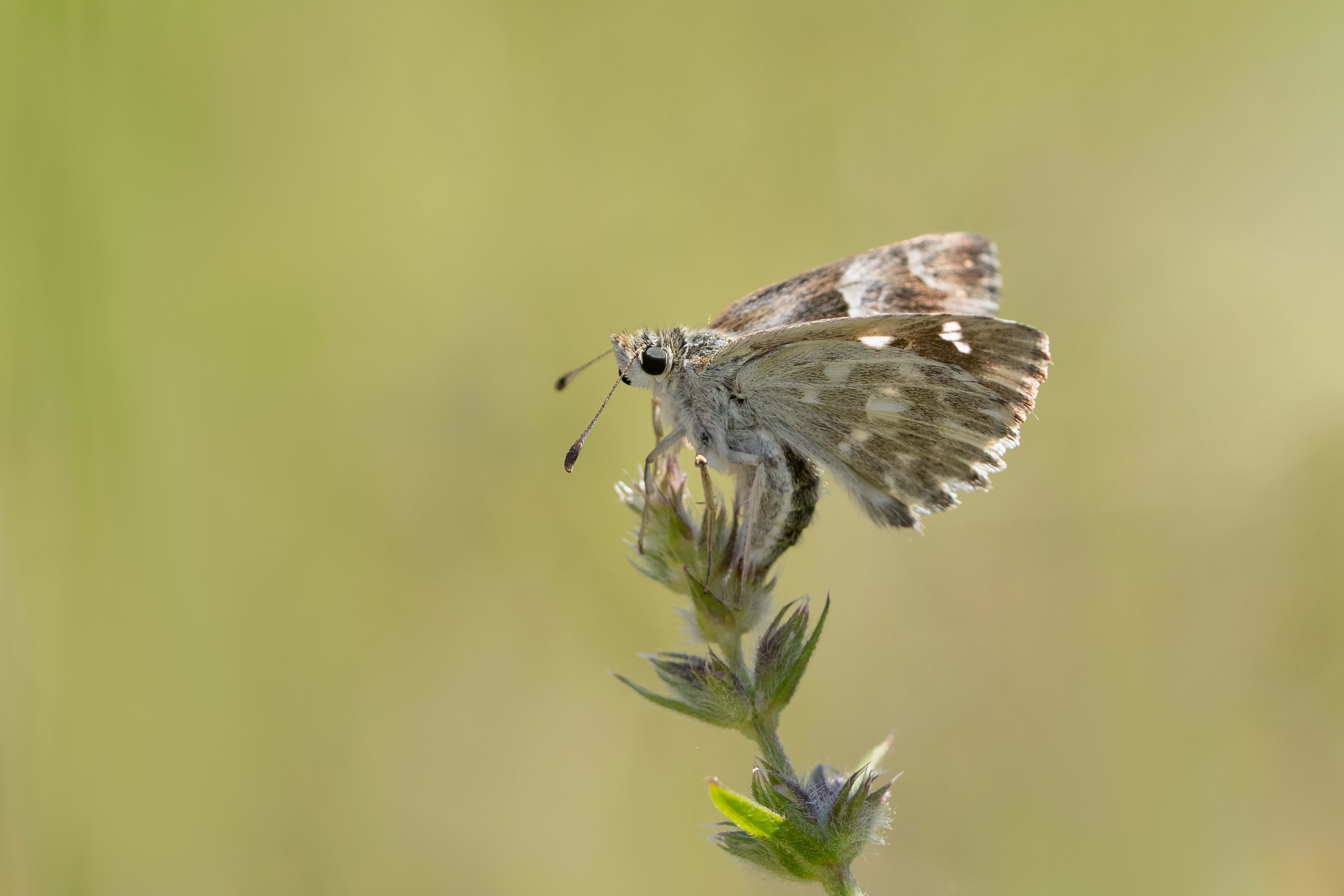 Oriental Marbled Skipper