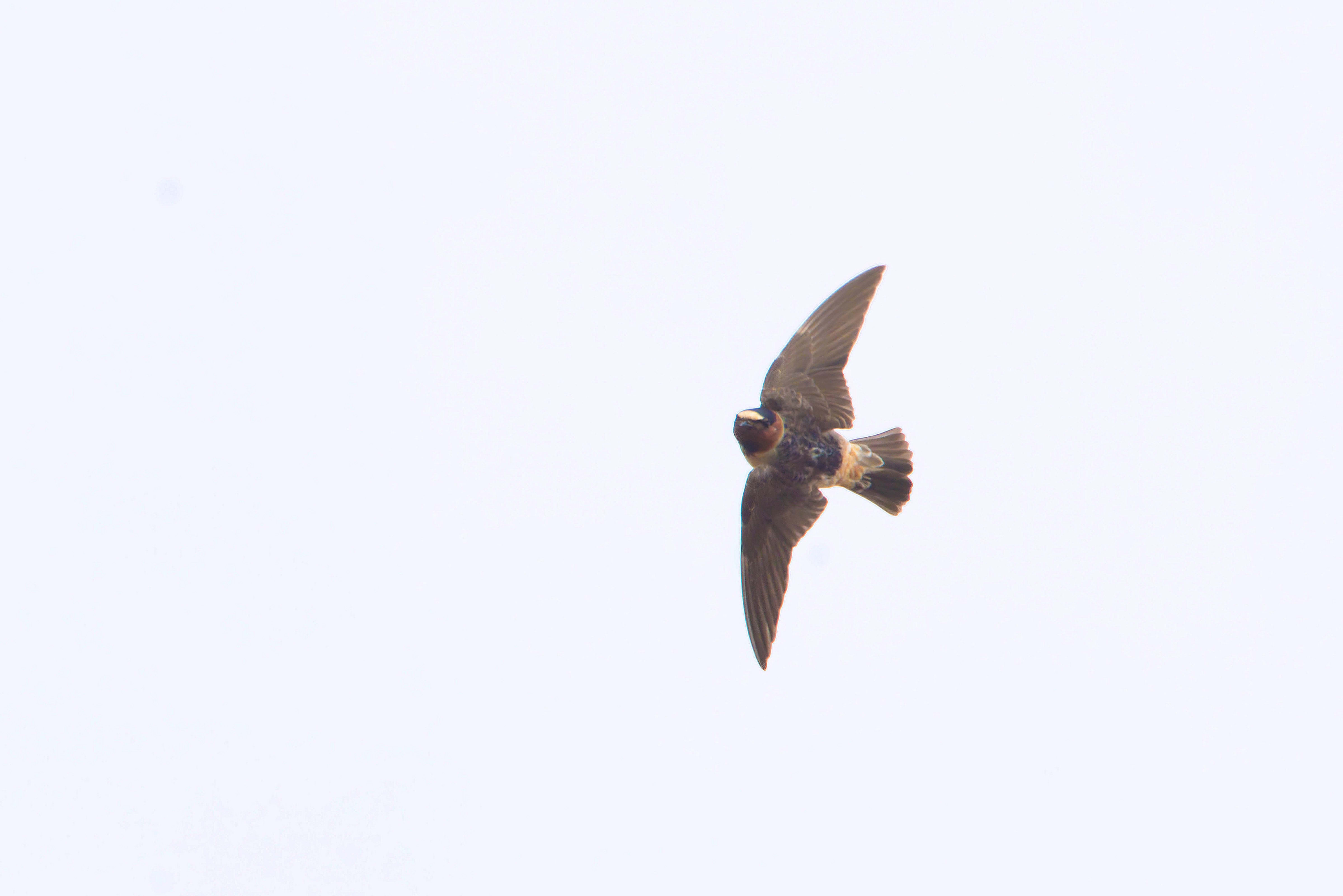 American Cliff Swallow