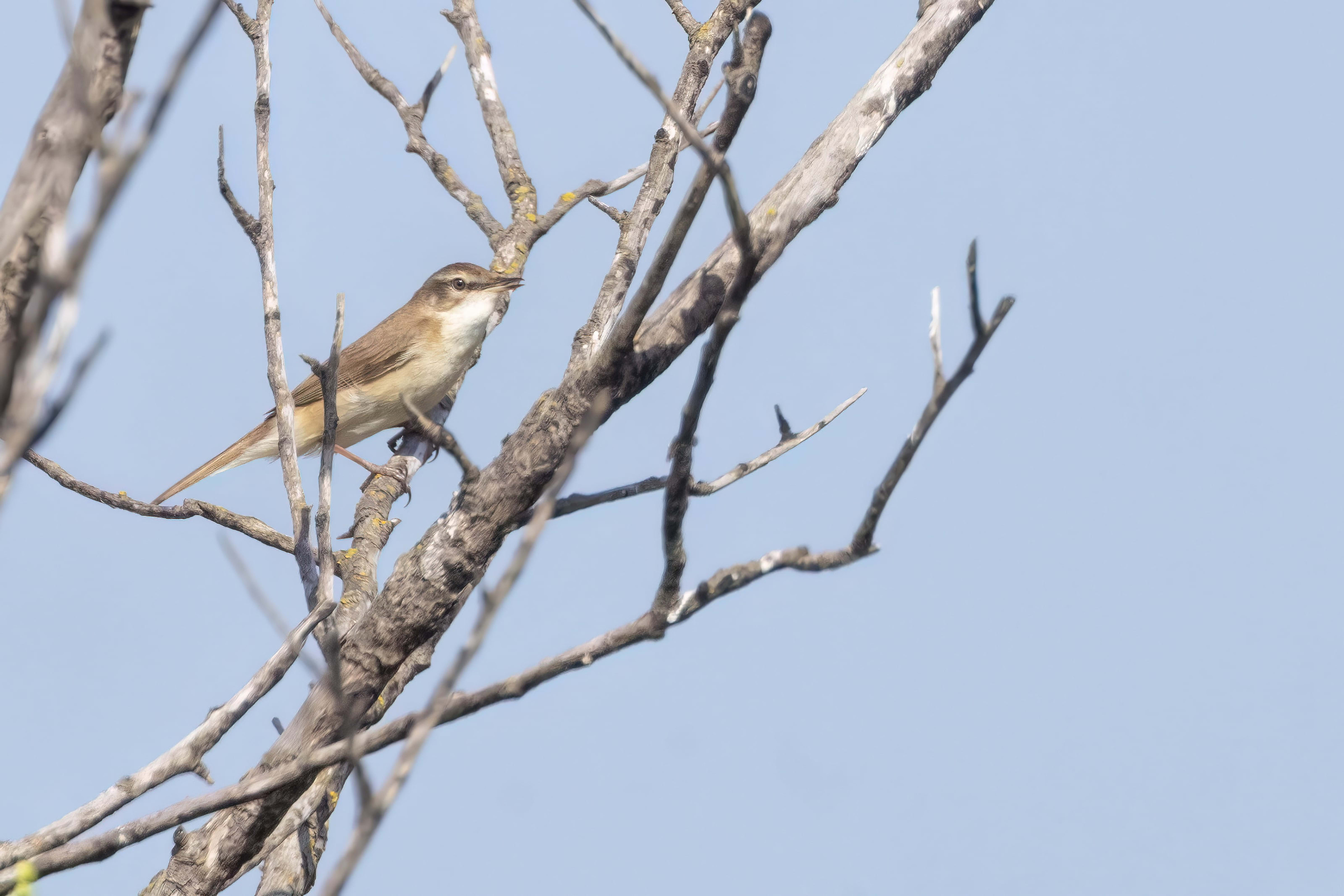 Paddyfield Warbler in Bulgaria