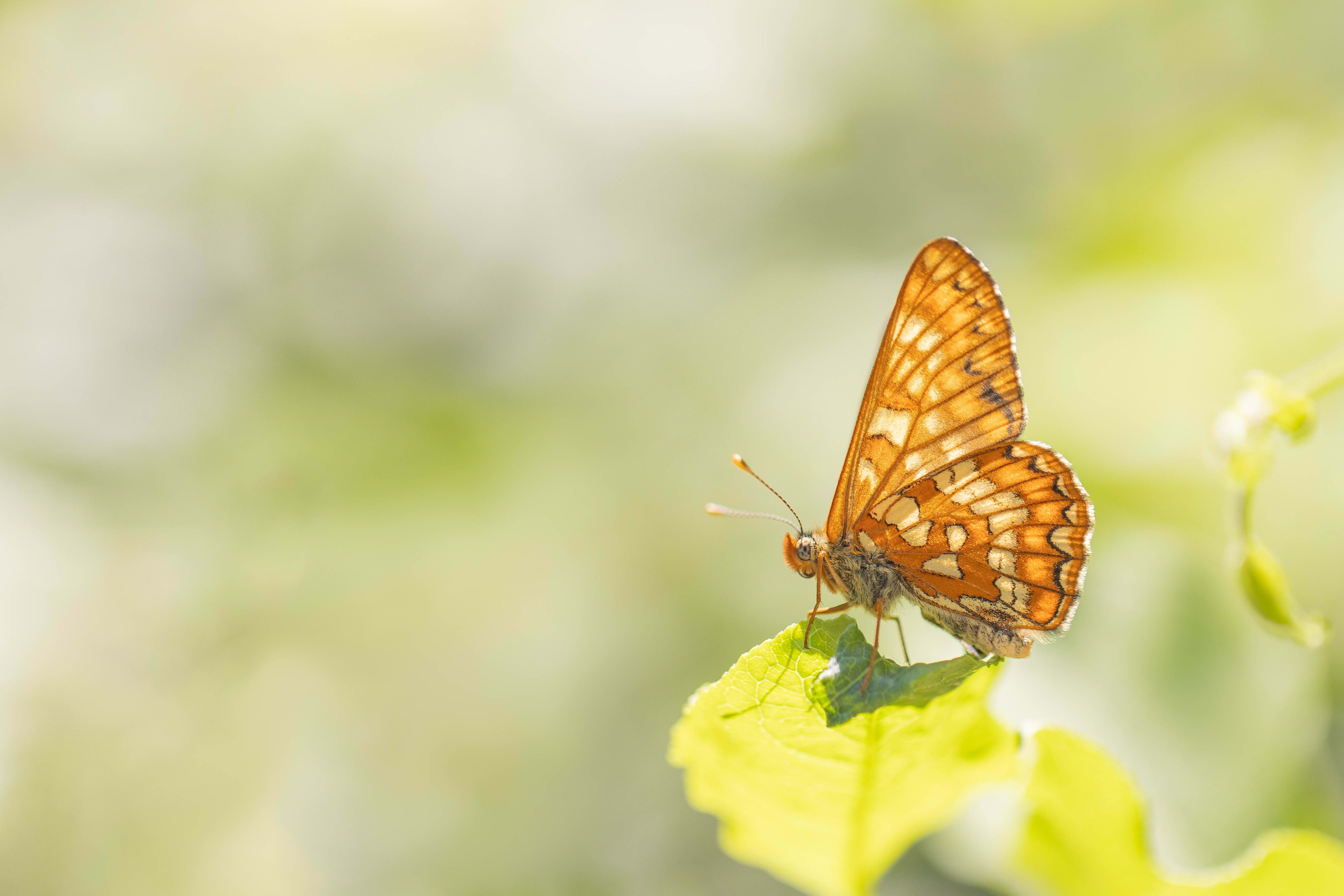 Scarce Fritillary