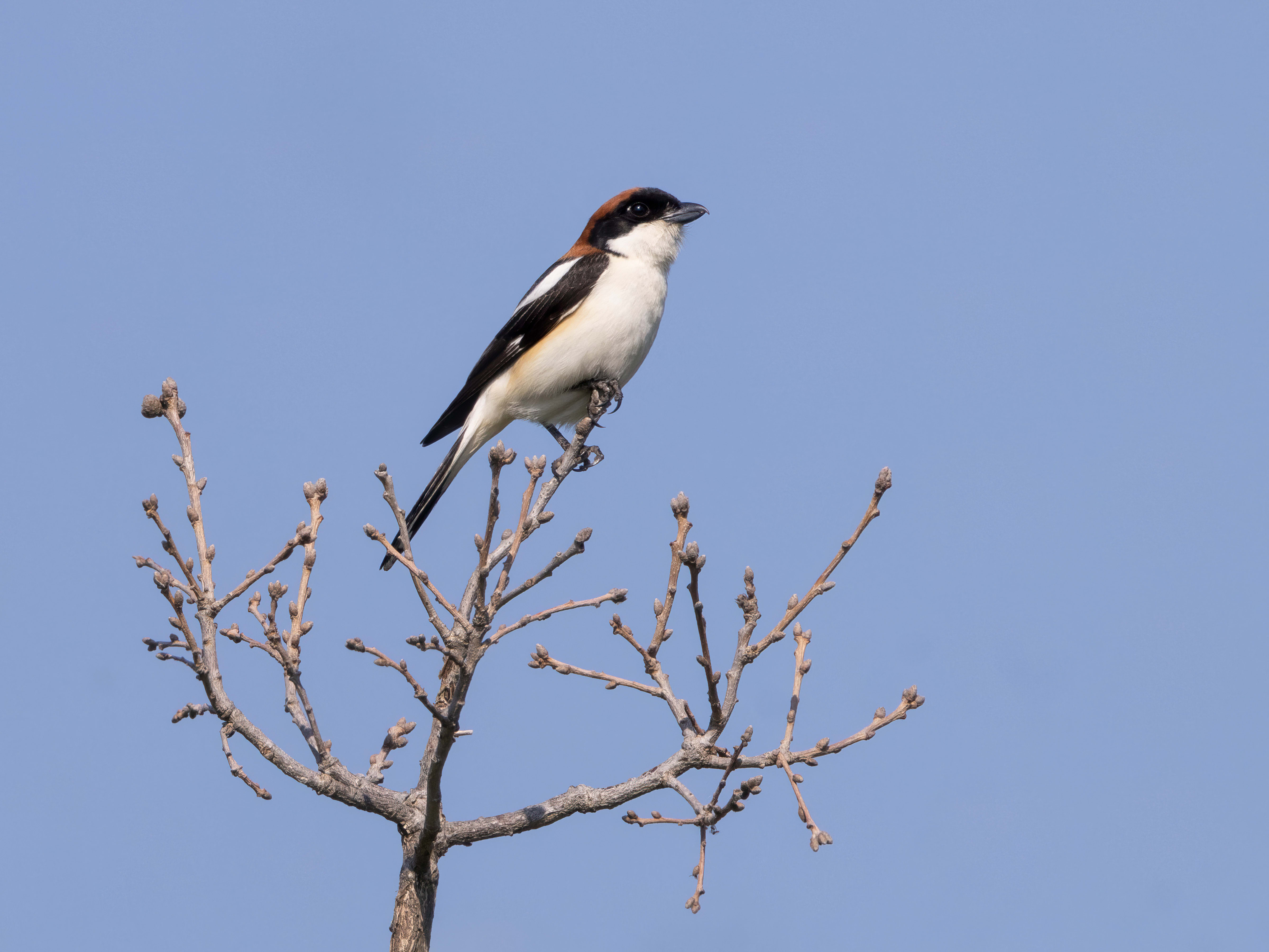 Woodchat Shrike