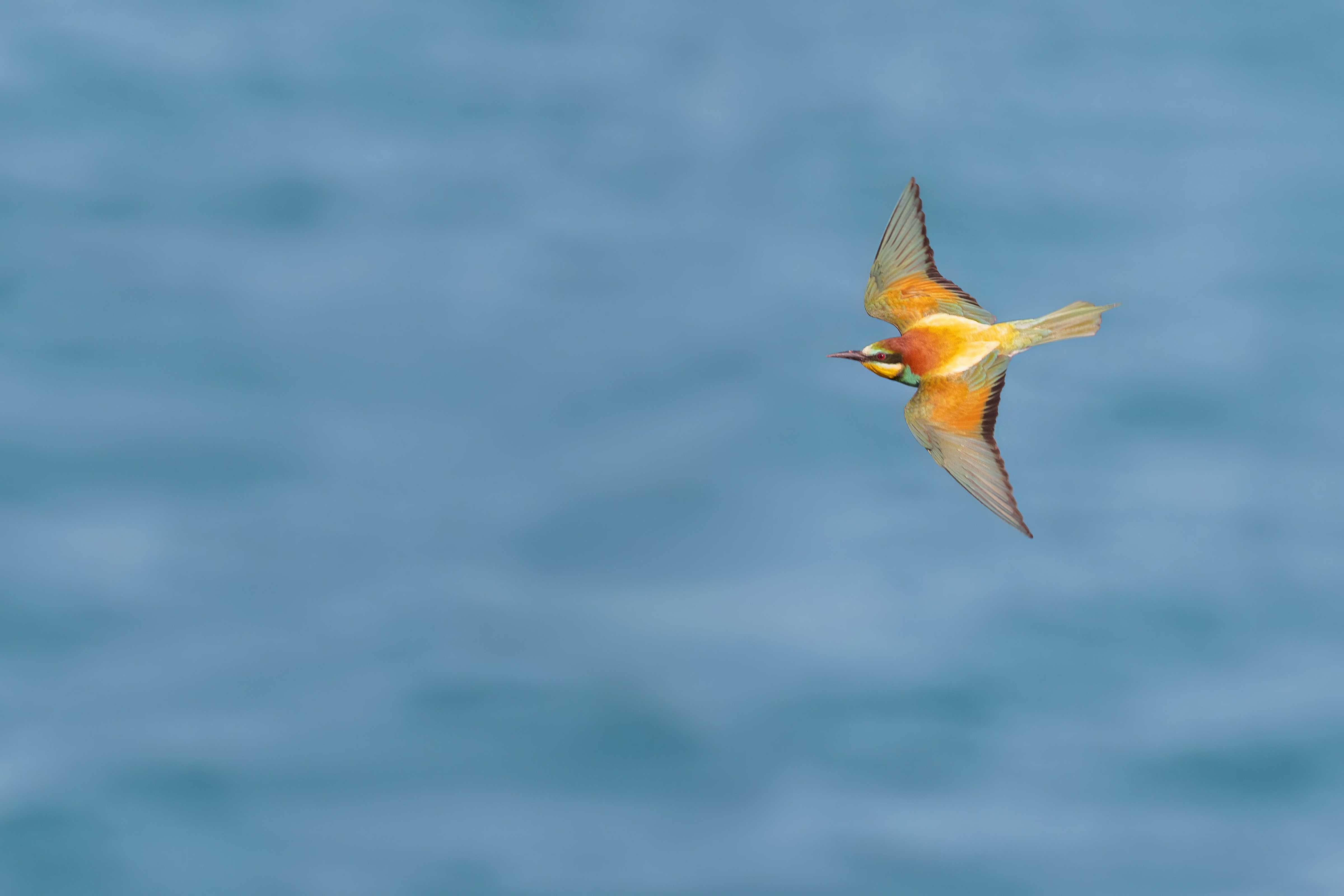 Bee-eater