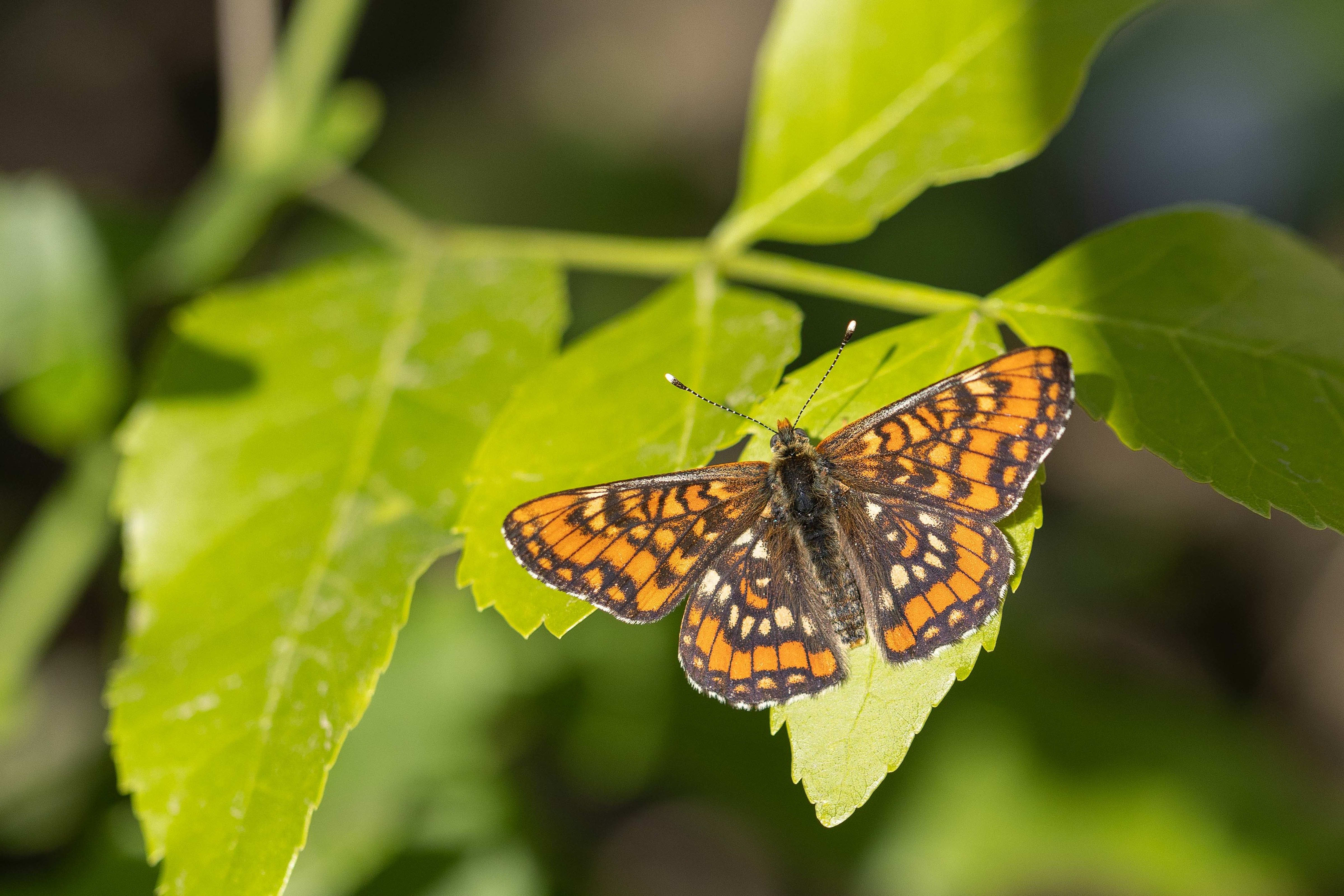 Scarce Fritillary