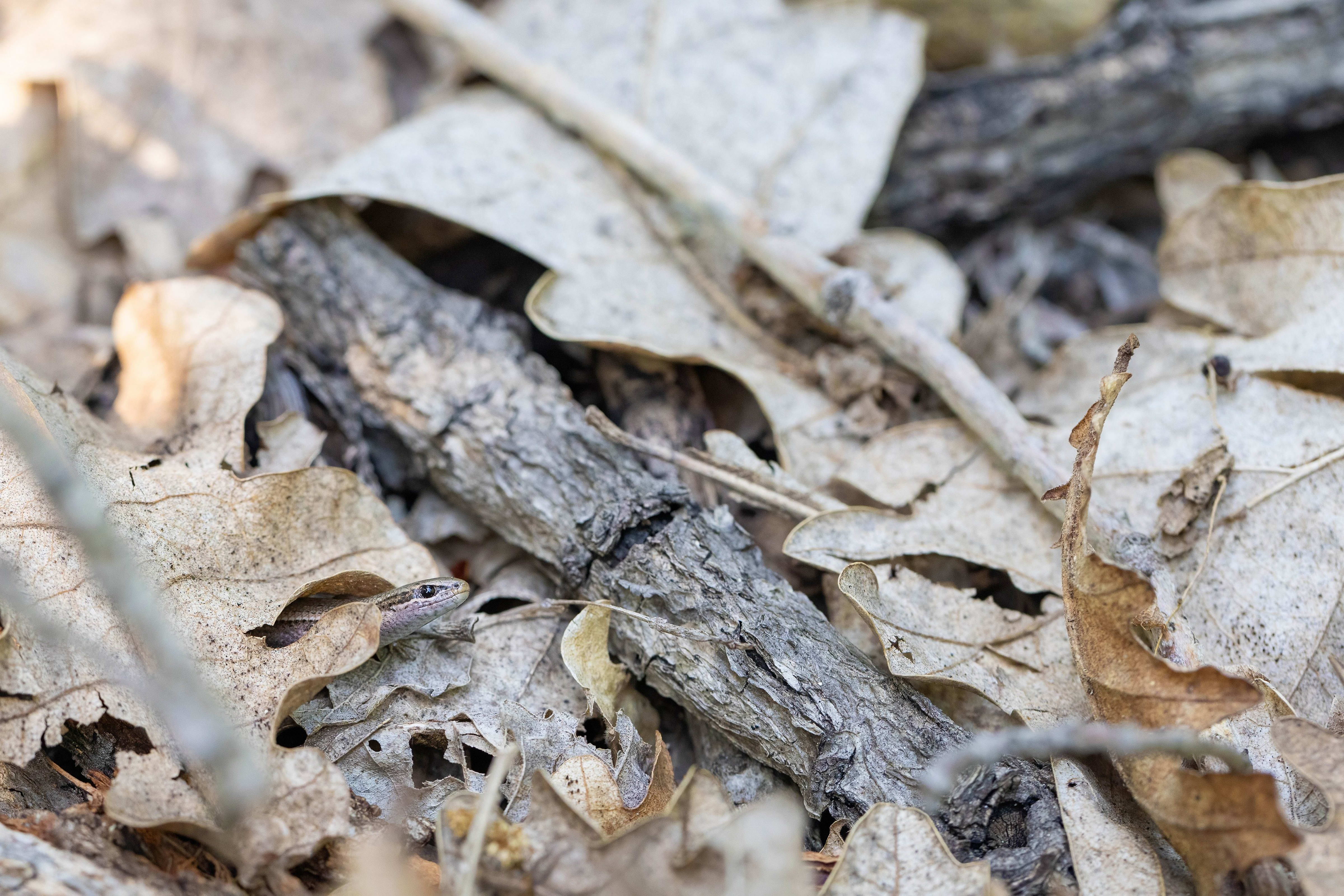 Snake-eyed Skink