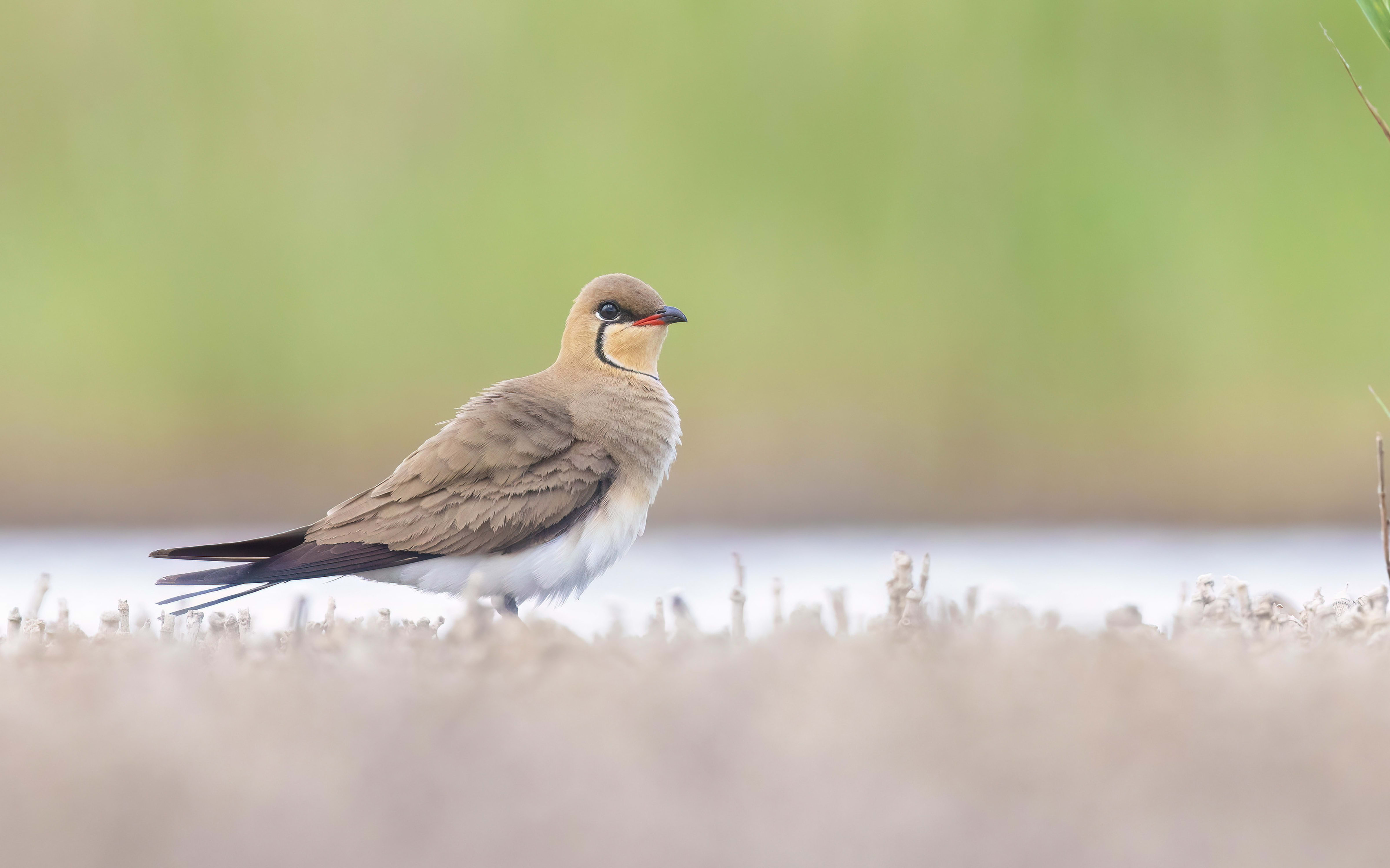 Collared Pratincole in Bulgaria