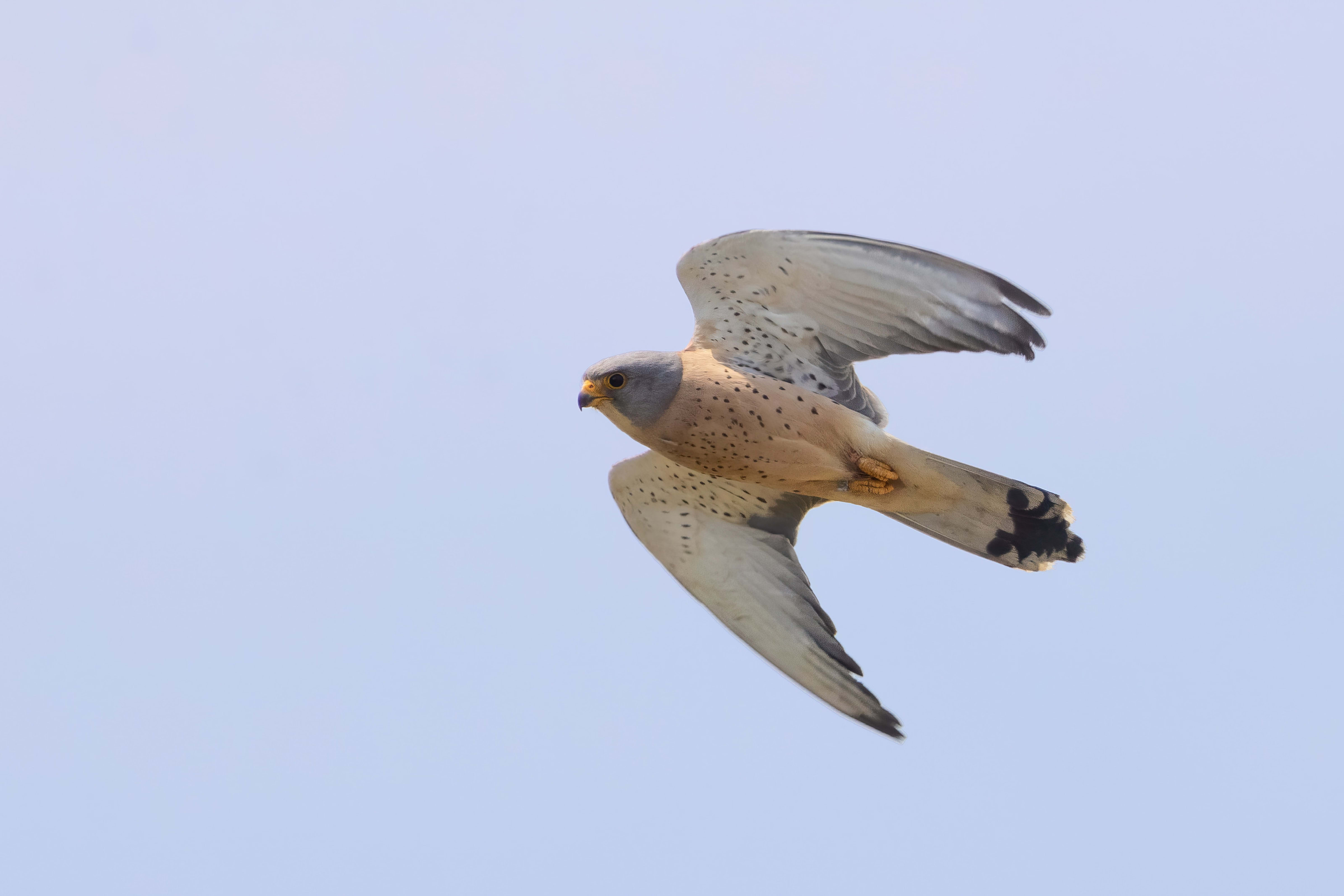 Lesser Kestrel