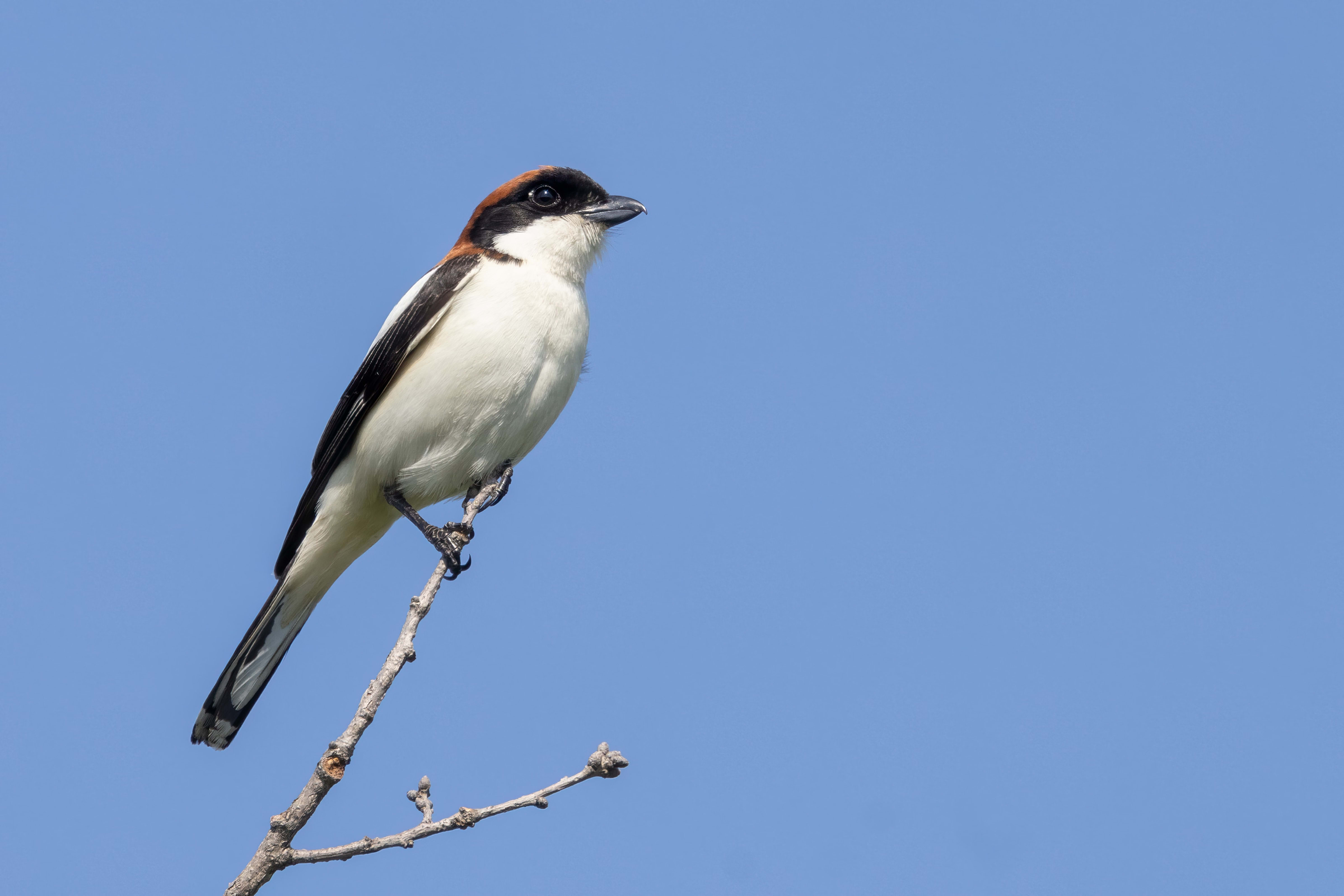 Woodchat Shrike