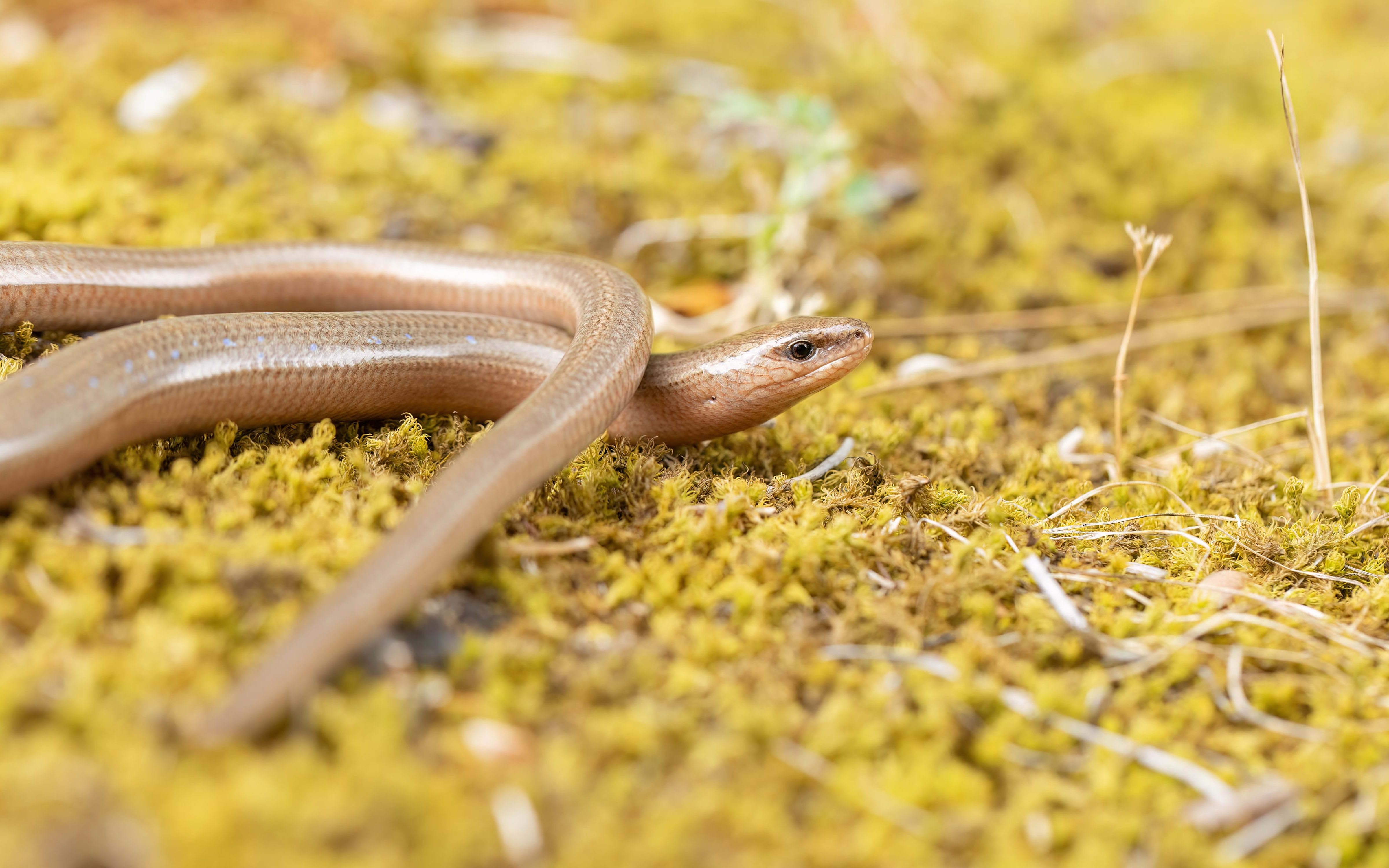 Eastern Slow Worm