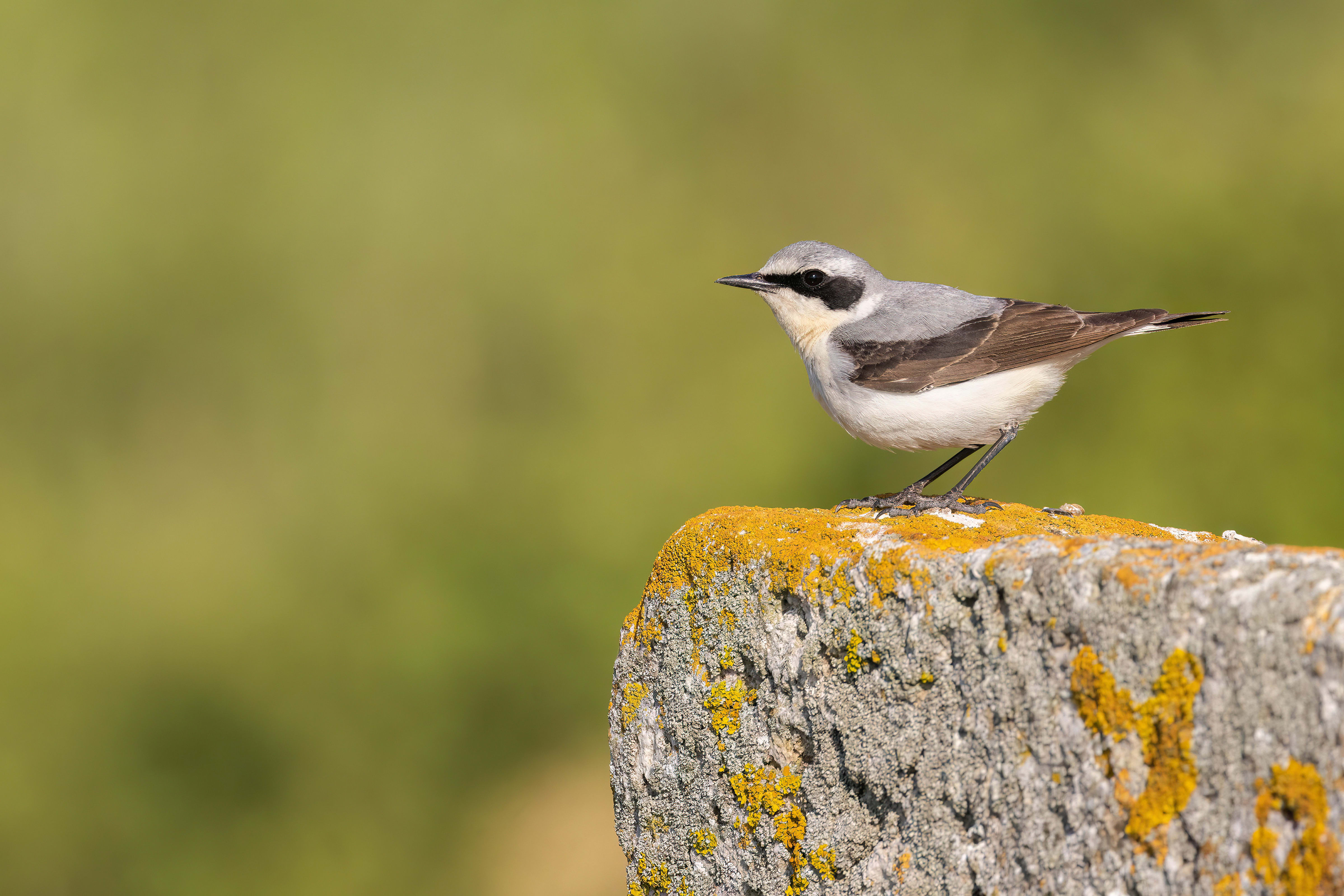 Northern Wheatear