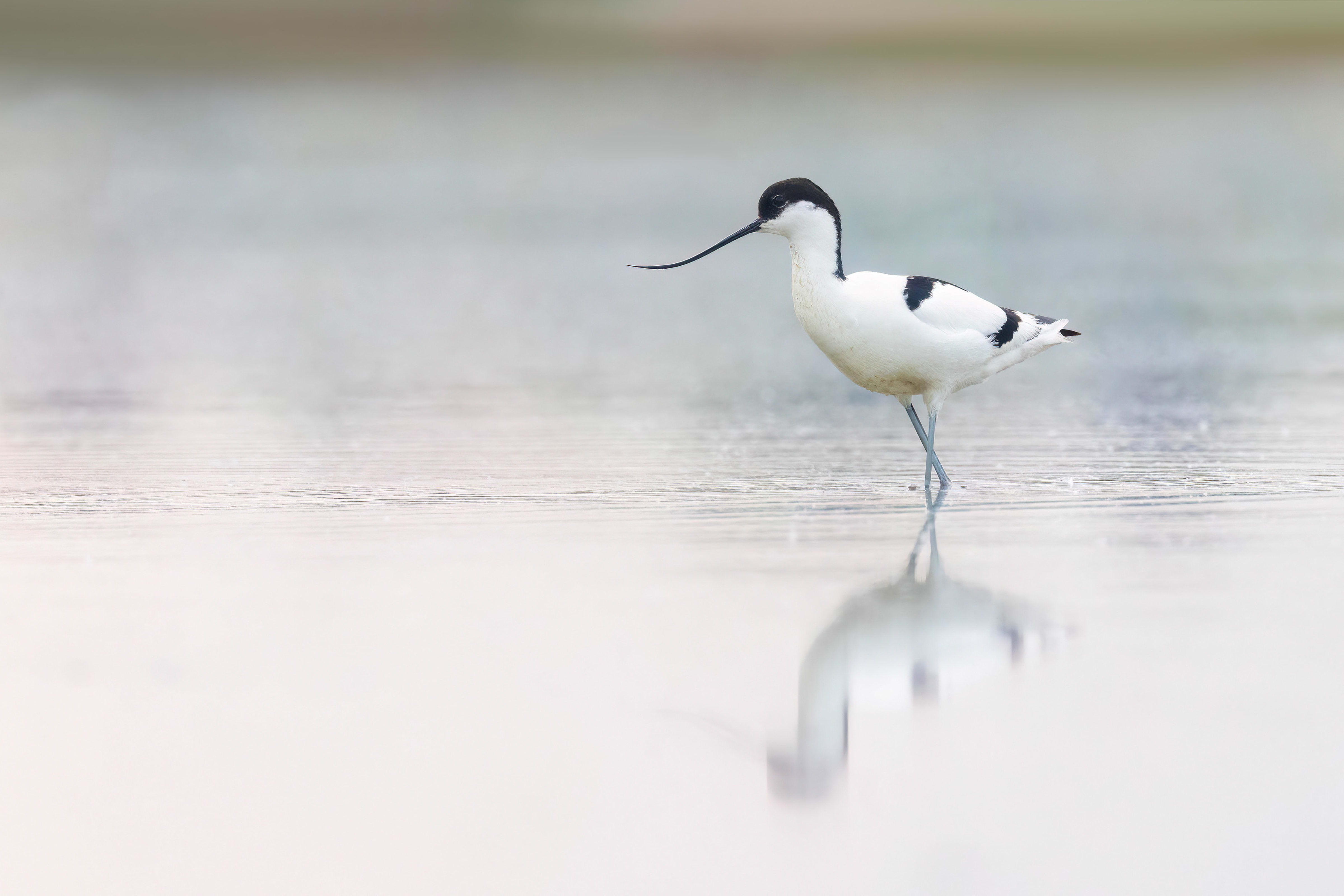 Avocet