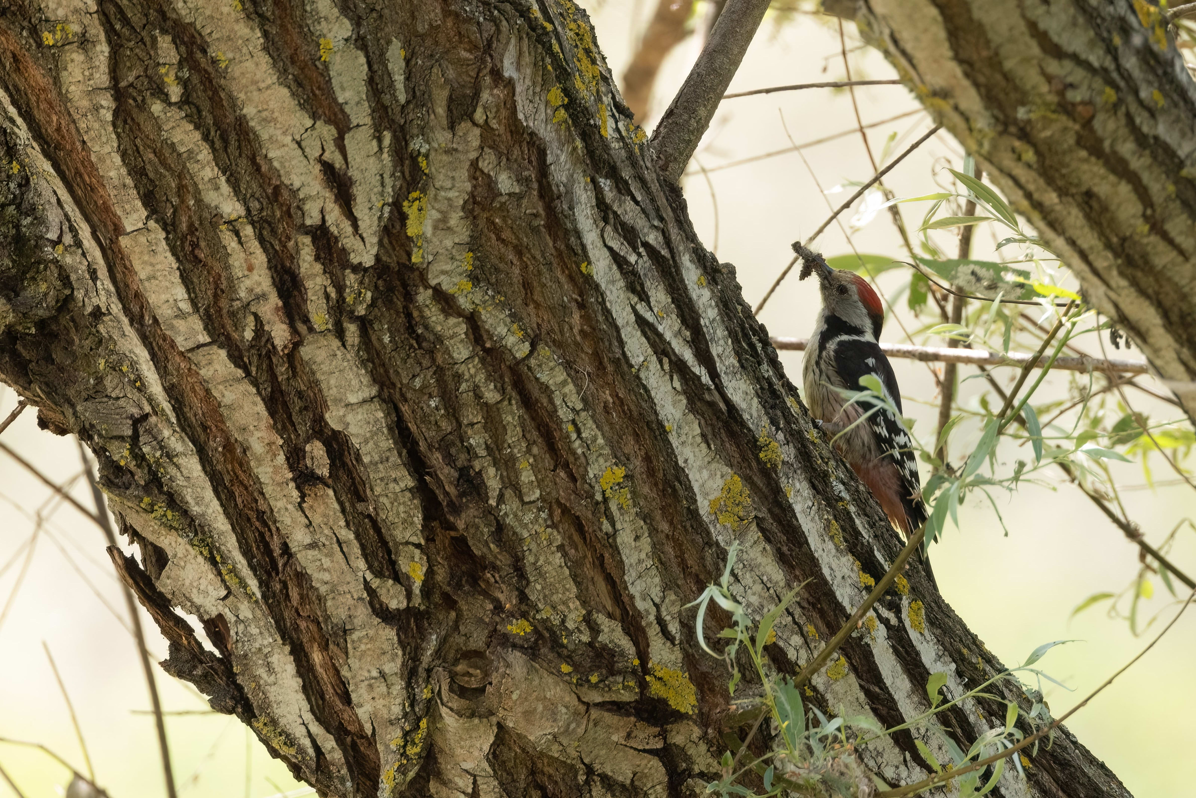 Middle Spotted Woodpecker