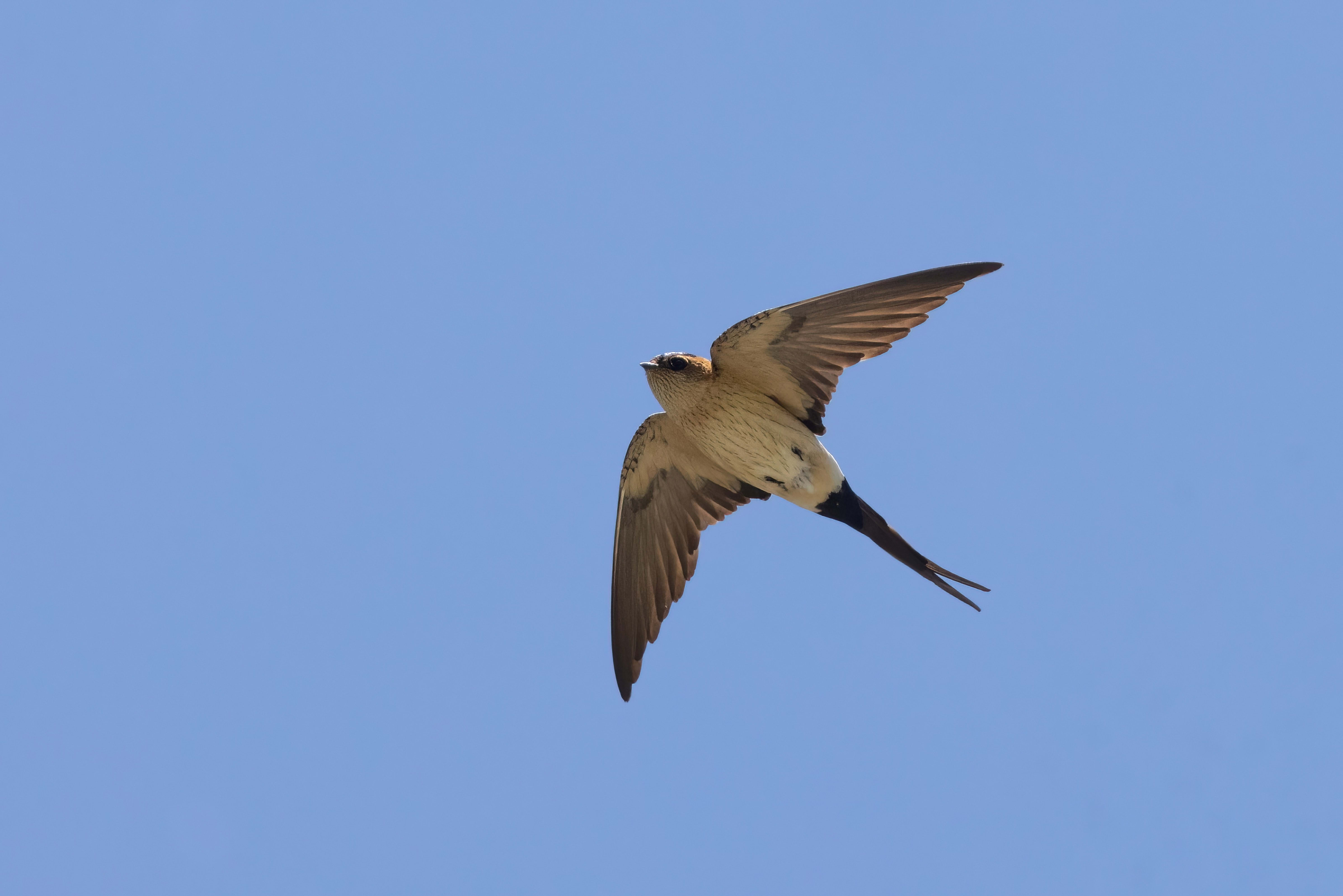 Red-rumped Swallow