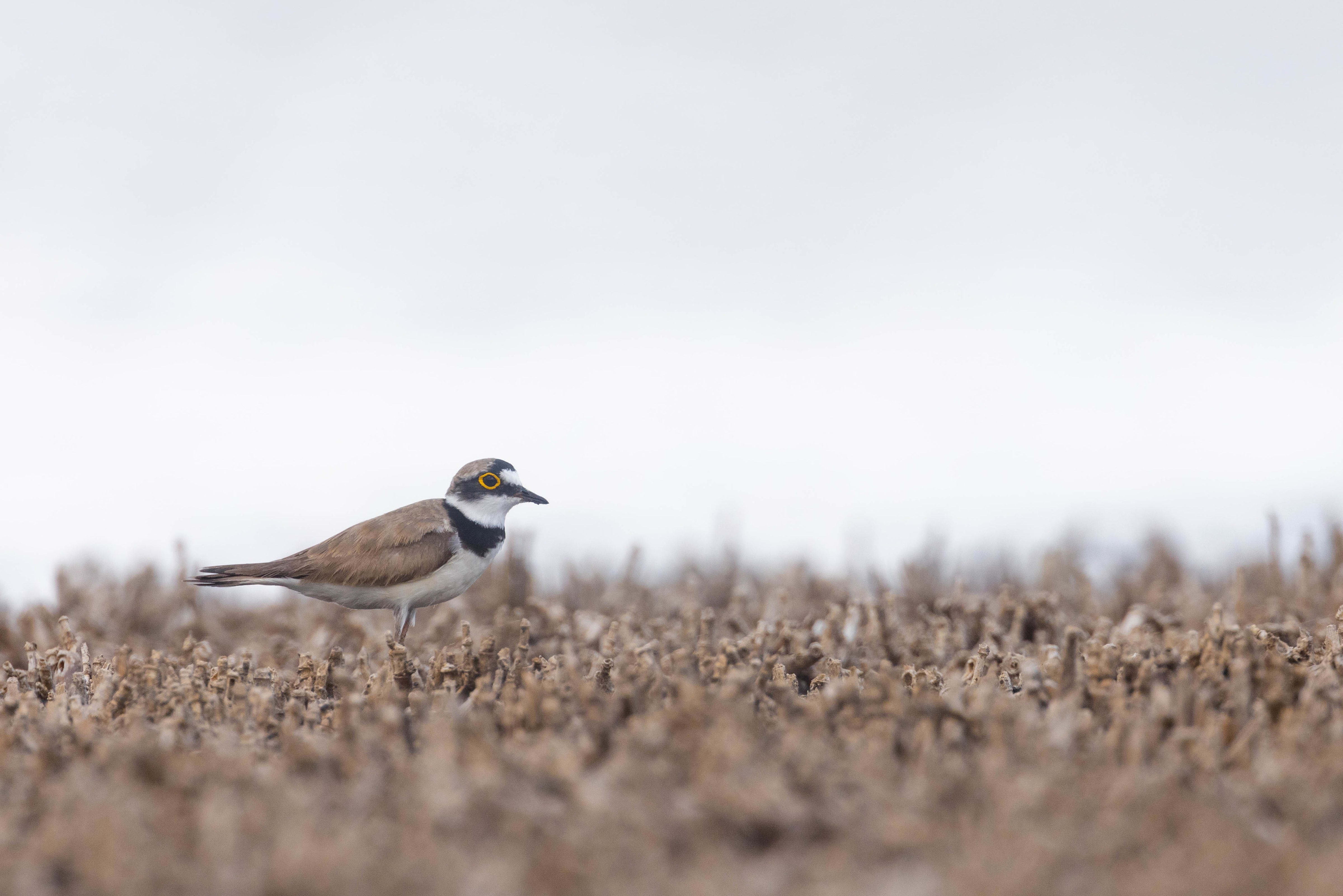 Little Ringed Plover