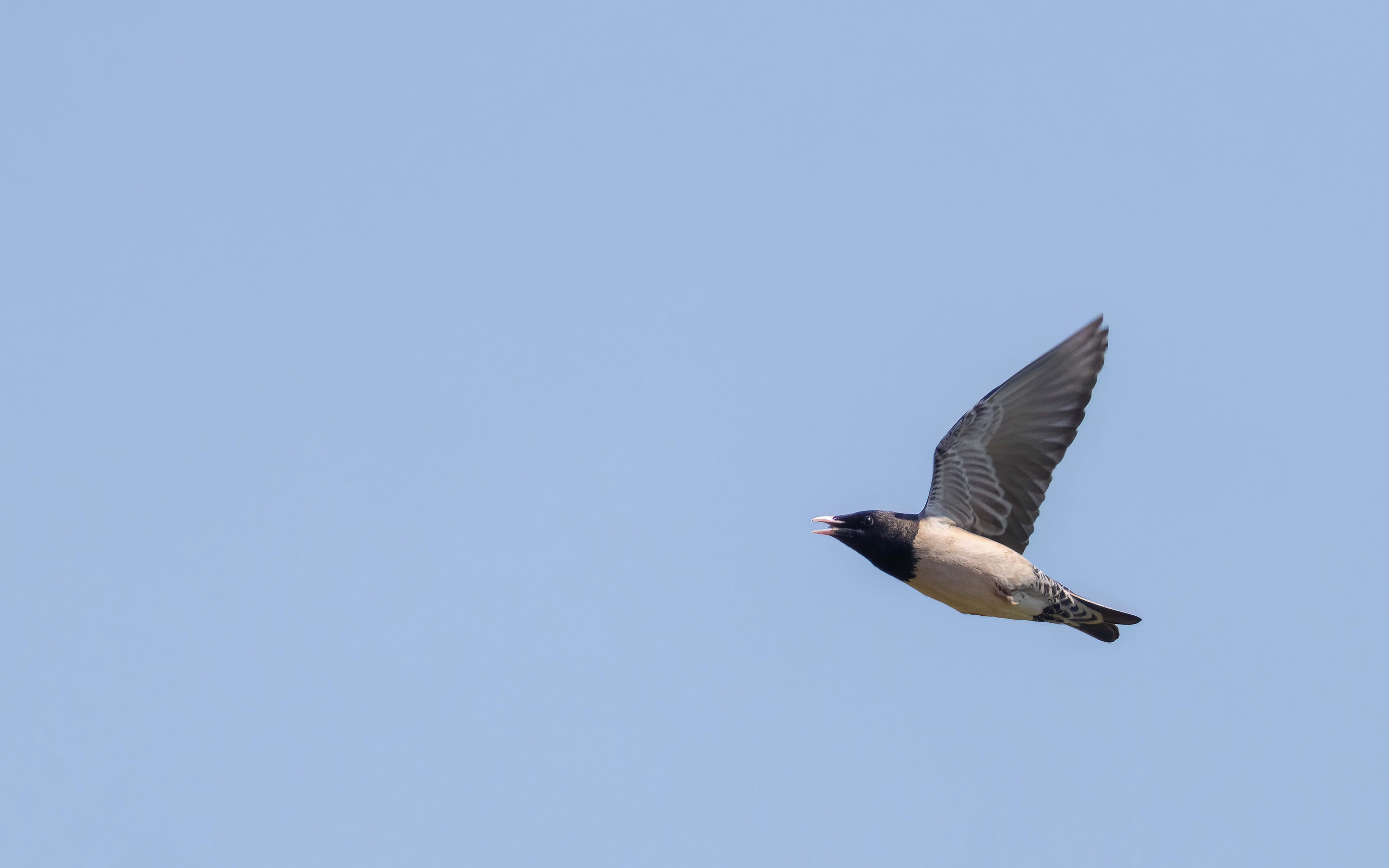 Rose-coloured Starling