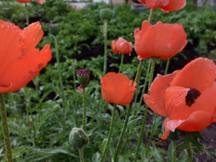 На Челябинскую область надвигаются потепление до +22, сильные дожди и грозы