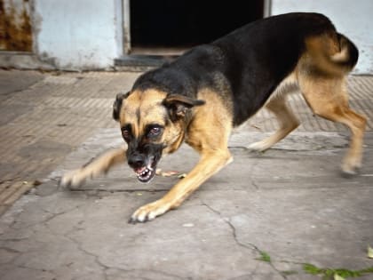 В Троице бездомная собака напала на ребенка, который шел в школу