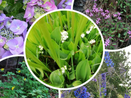 В Роспотребнадзоре предупредили о смертельной опасности ландышей, гортензий и других цветов