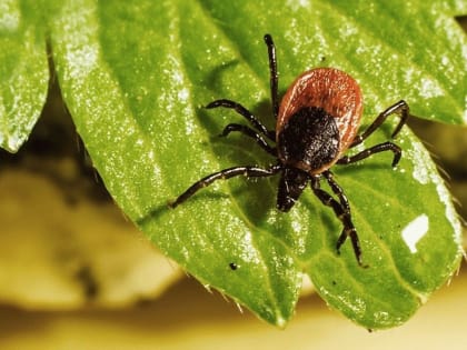 От клещей с начала сезона пострадали 448 человек