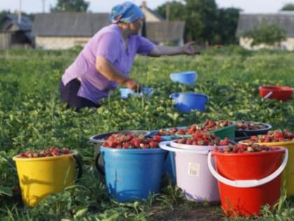 В Челябинске организовали бесплатный рынок для садоводов-пенсионеров