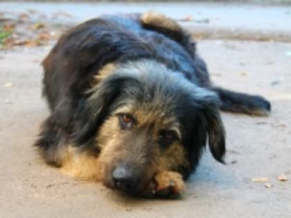 В Усть-Катаве заключен контракт на отлов животных без владельцев