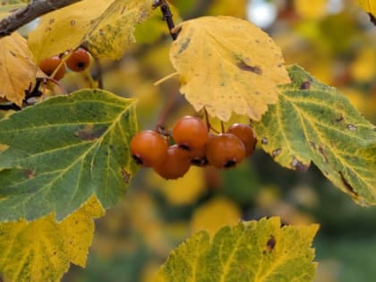 В челябинском парке Тищенко высадят более 300 деревьев