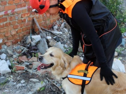 В Челябинской области стартовали открытые кинологические соревнования