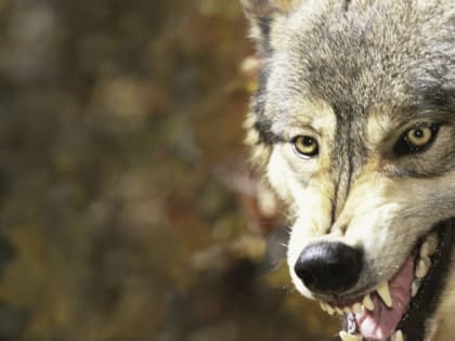 Южноуральца покусал бешеный волк