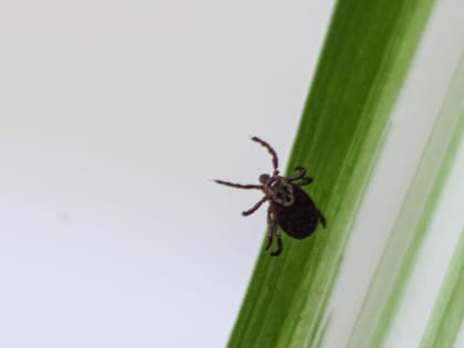 На Южном Урале 140 человек попали в больницу с подозрением на клещевой энцефалит