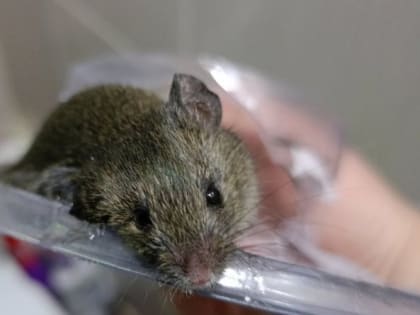 В Магнитогорске жители одного из домов пожаловались на нашествие мышей