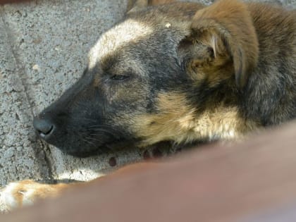 В Челябинской области зафиксировано 24 случая бешенства среди животных