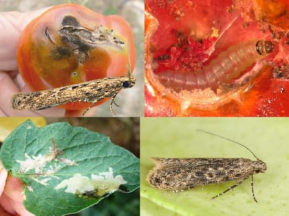 Россельхознадзор в Челябинской области держит на контроле импорт растениеводческой продукции