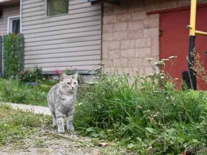 В одном из сел Южного Урала ввели карантин по бешенству