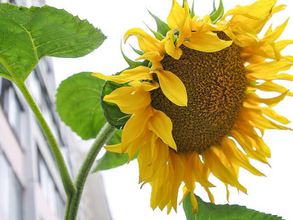 В выходные в Челябинской области – аномальная жара