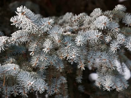 Синоптики рассказали о погоде на Южном Урале во вторую неделю февраля