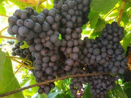 Кому запрещено употреблять виноград и можно ли его есть с косточками, рассказали эксперты