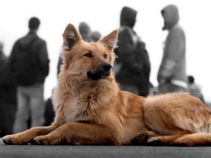 На приюты для животных