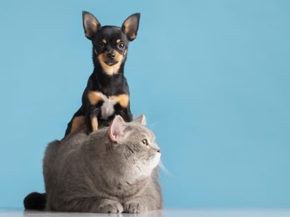 Братья наши меньшие